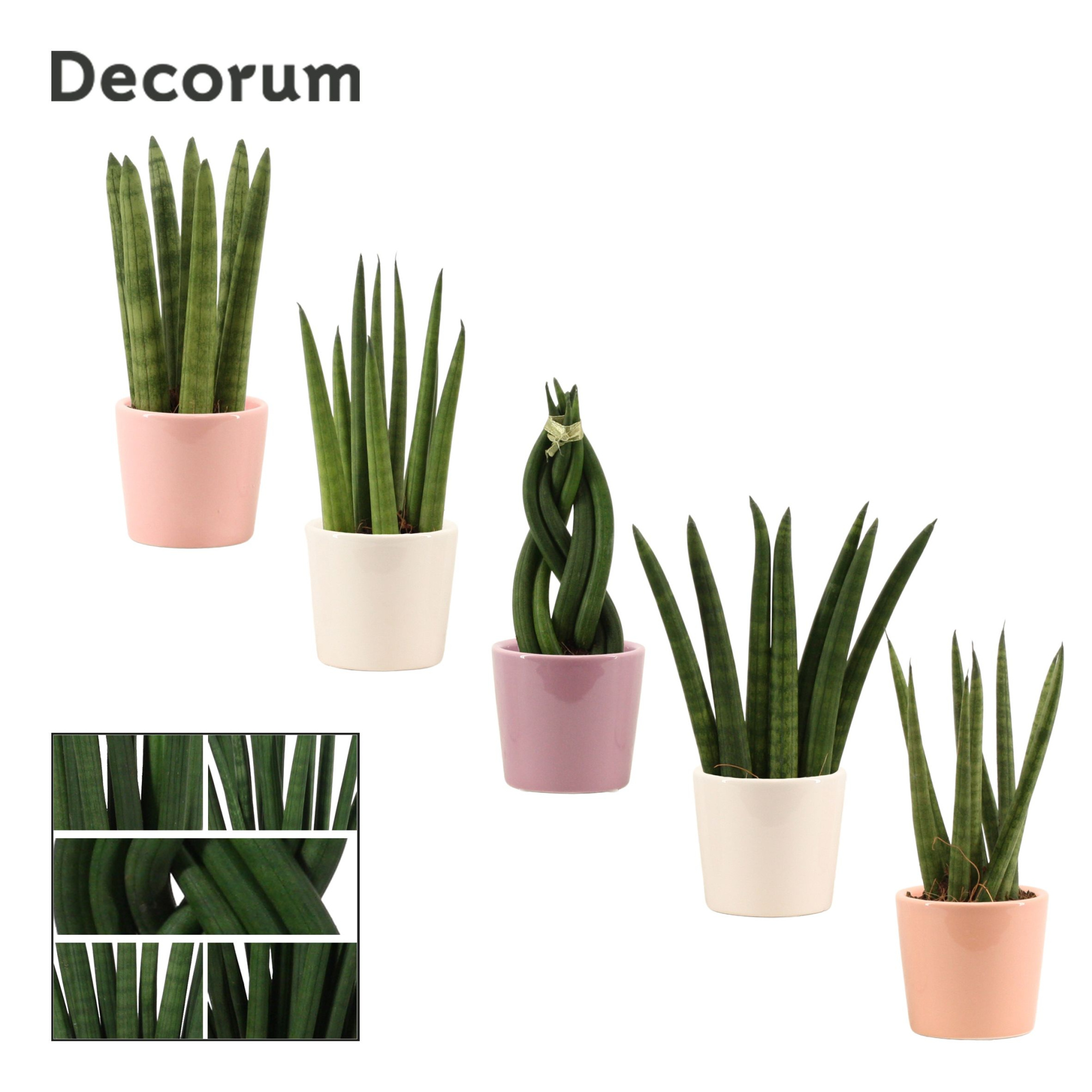 Sansevieria Cylindrica 6 cm Mix in Maui (Party love-collection), D 6