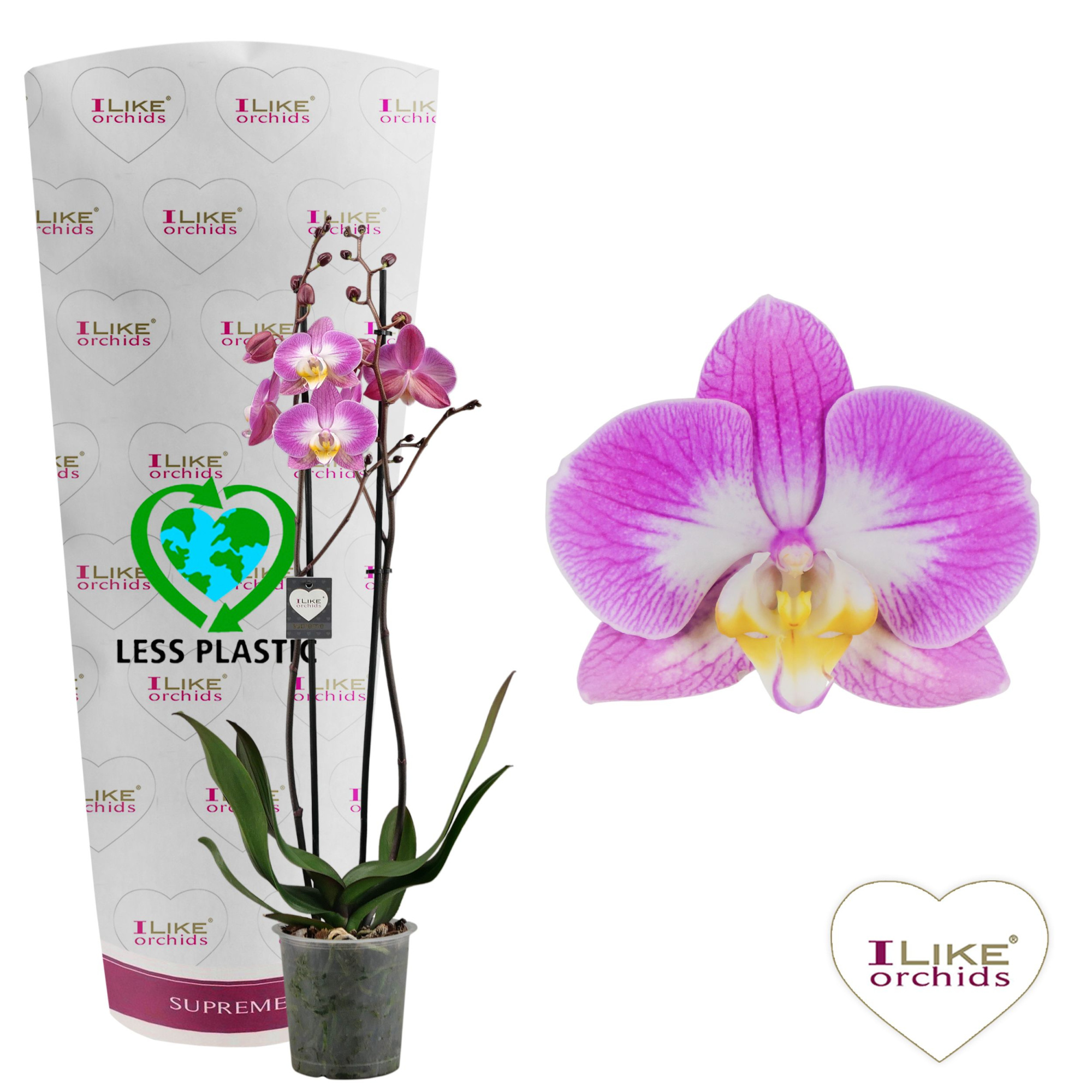 Phalaenopsis Split - 2 tak 60cm (Less Plastic), D 12