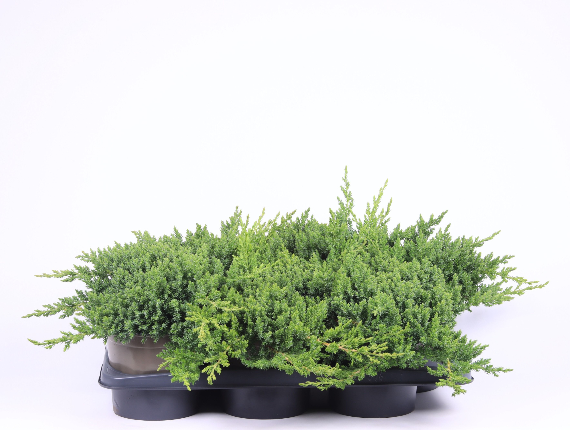 Juniperus procumbens 'Nana', D 17 cm