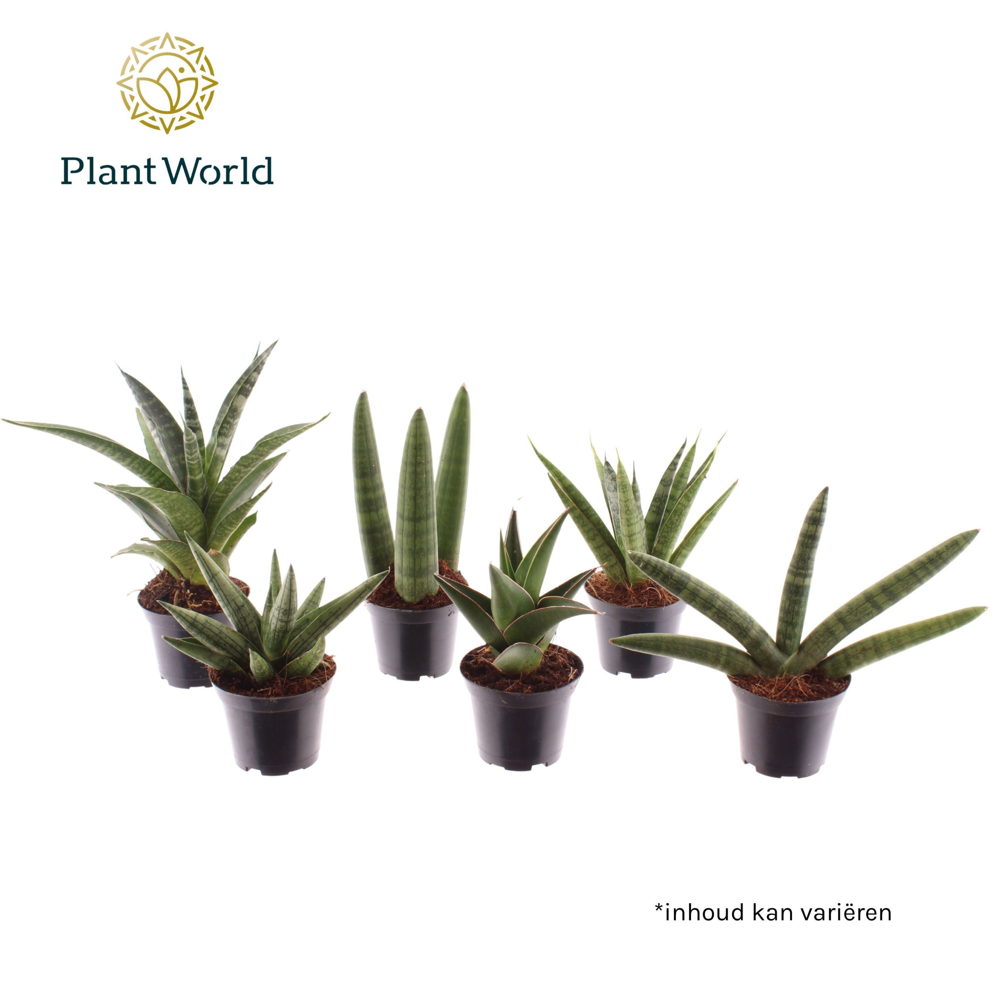 Sansevieria mix Sonora P7, D 7 cm