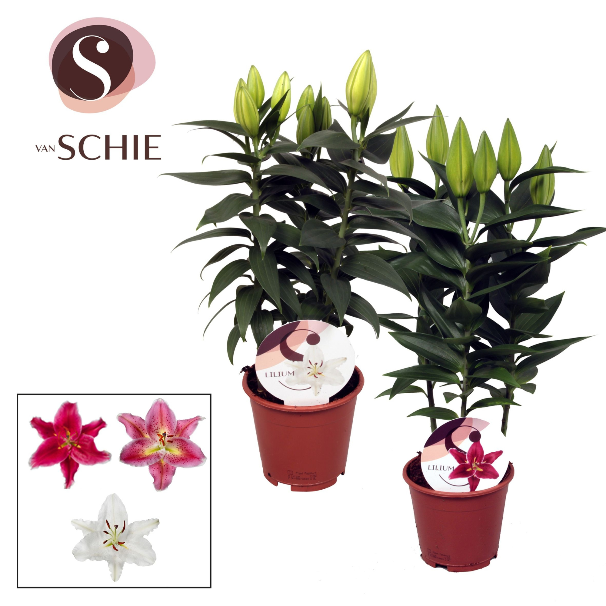 Lilium Oriental Mix 13cm, D 13 cm