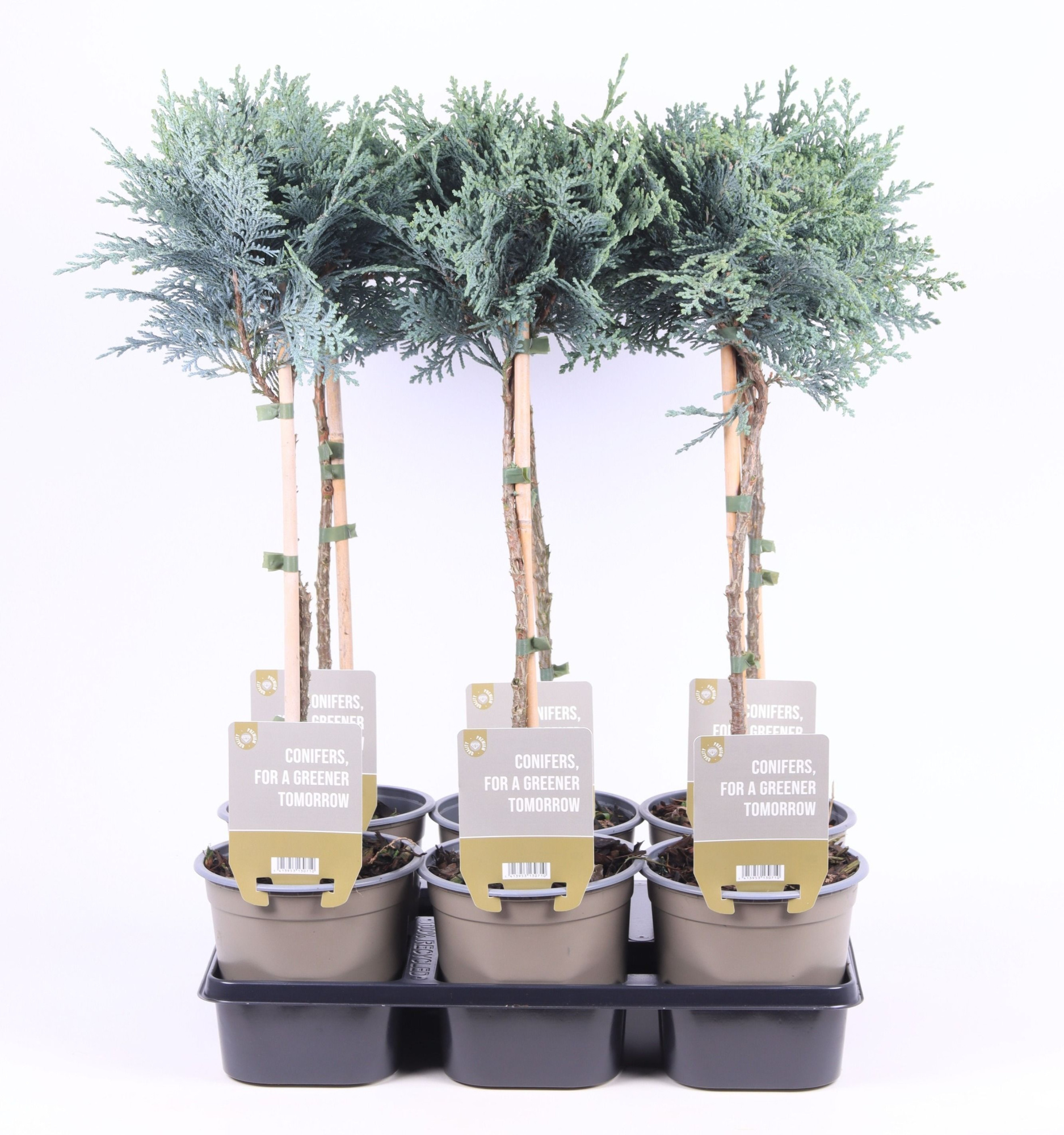 Chamaecyparis laws. 'Columnaris' - op stam P15, D 15 cm