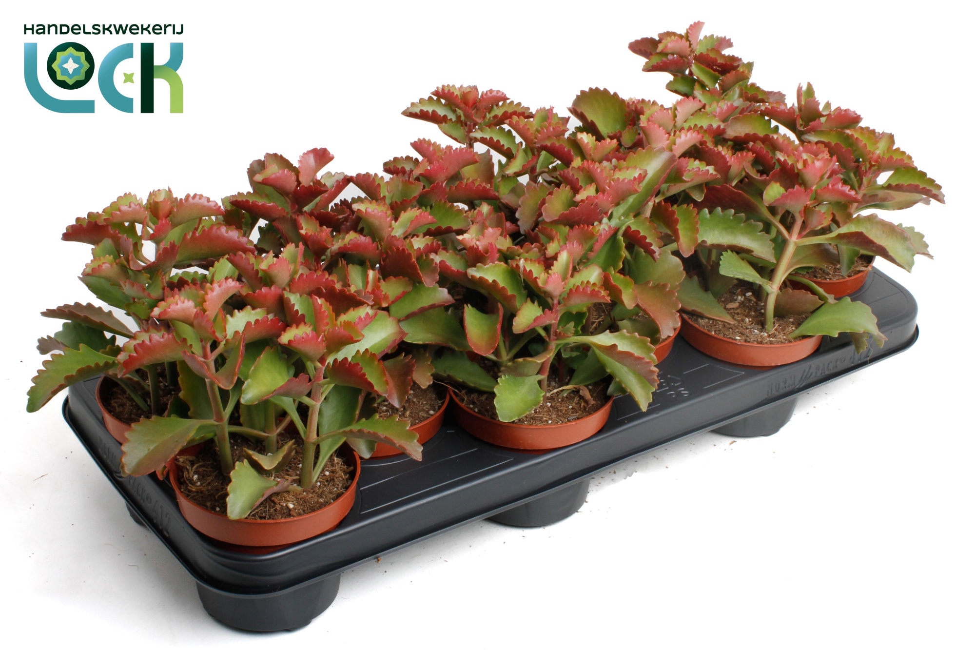 Kalanchoë Pinatum, D 10,5 cm