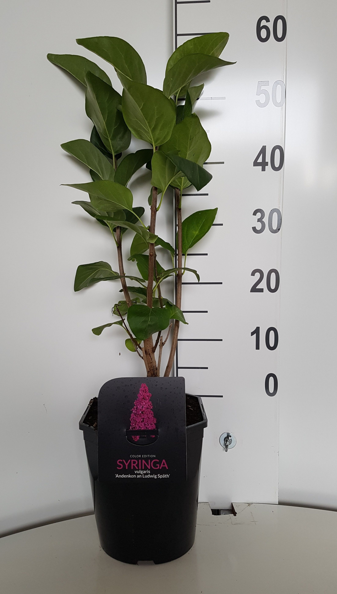 Syringa vulgaris An. an Ludwig Spath, D 21 cm