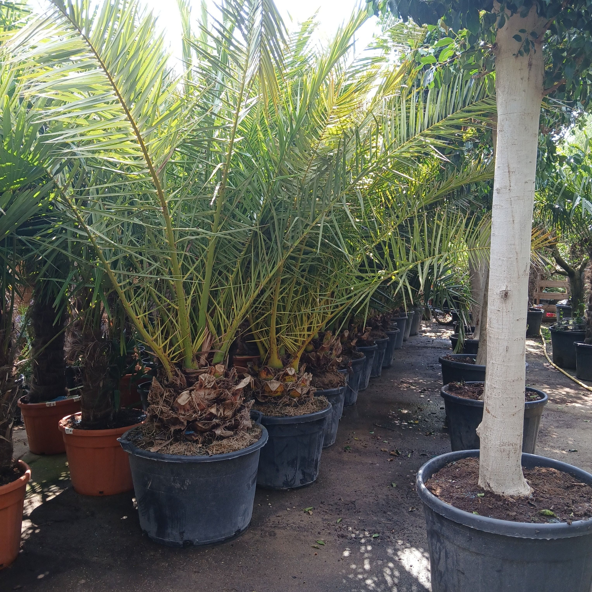 phoenix canariensis, D 70 cm