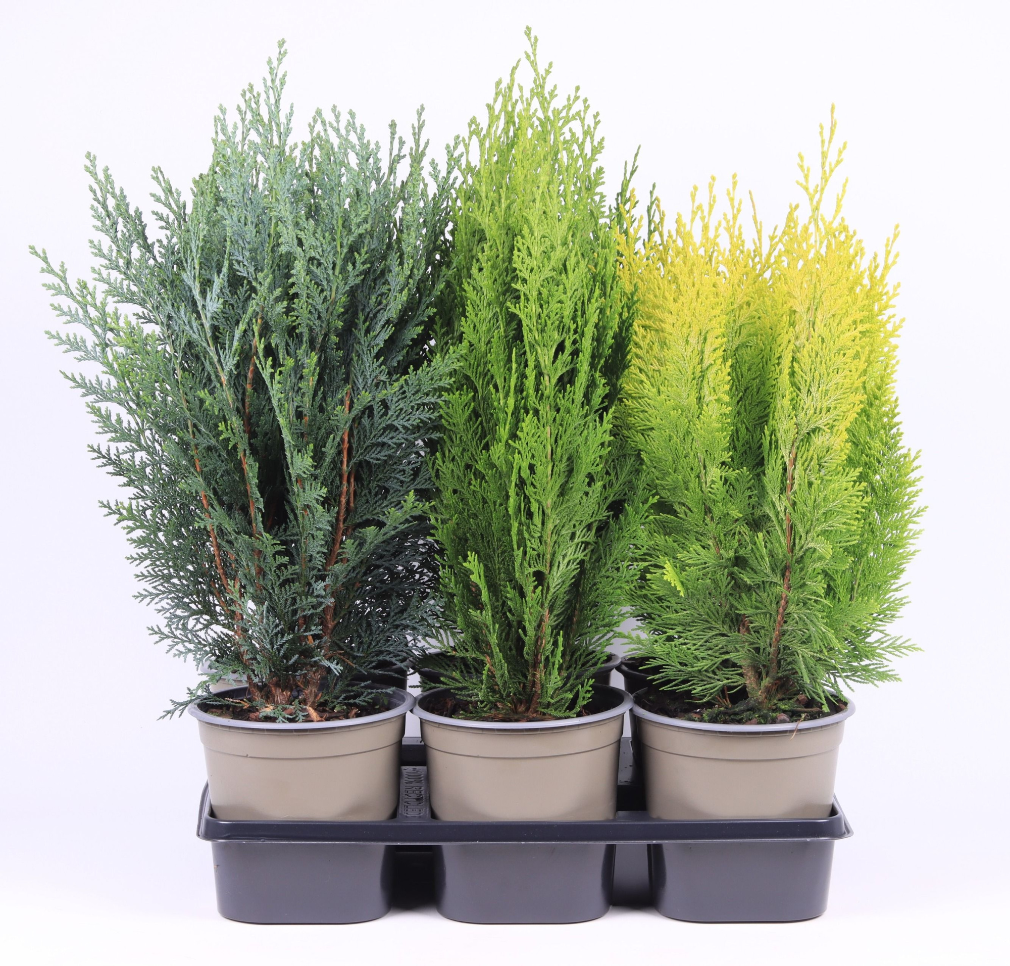 Chamaecyparis gemengde bak, D 15