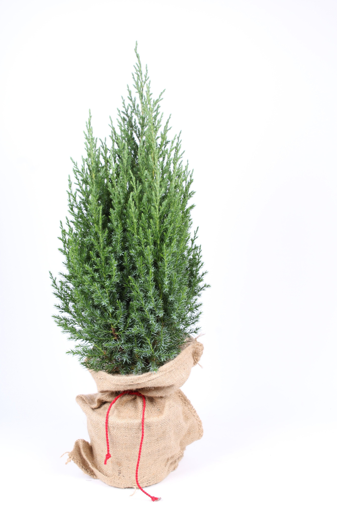 Juniperus chinensis 'Stricta' P-17 in jute zak, D 17 cm