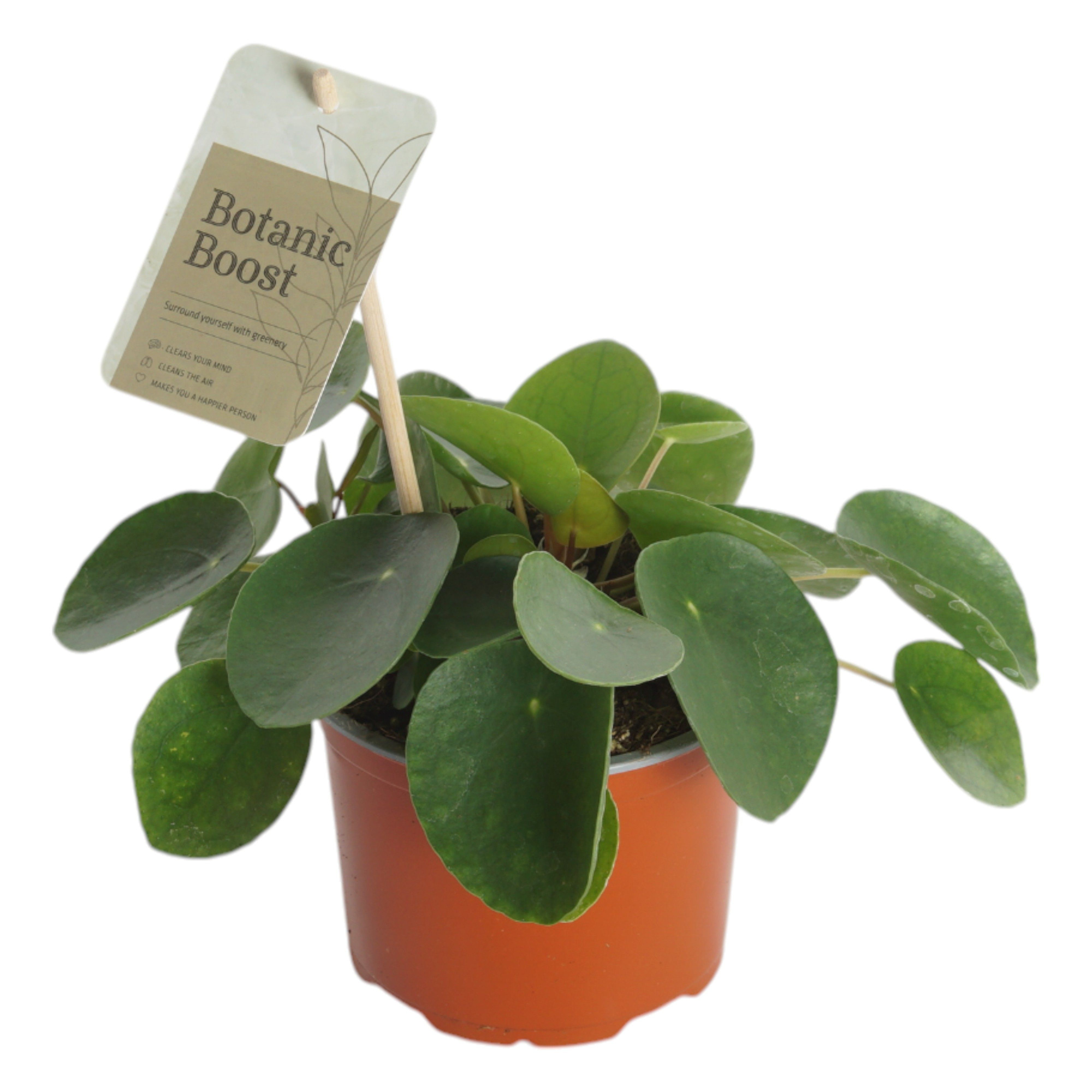 P12 Pilea Pepromioides, D 12 cm
