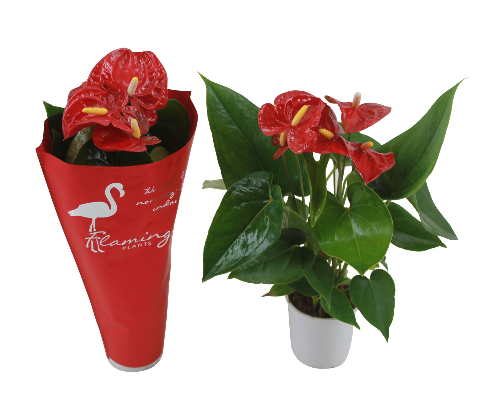 Anthurium XL.9 Jambo Red 9cm met sierhoes, D 9