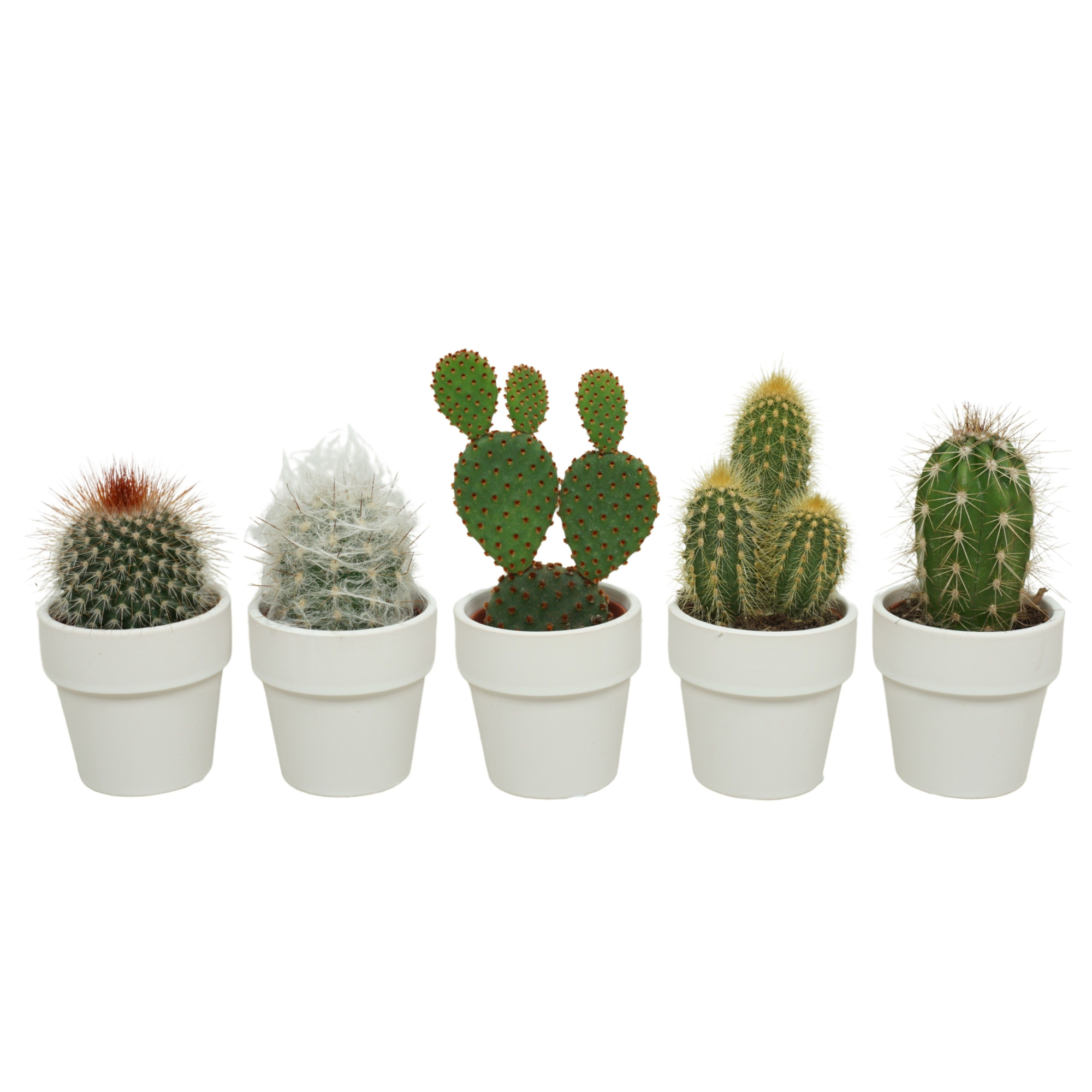Cactus mix in 6 cm 'Wit Kraagpotje', D 5,5
