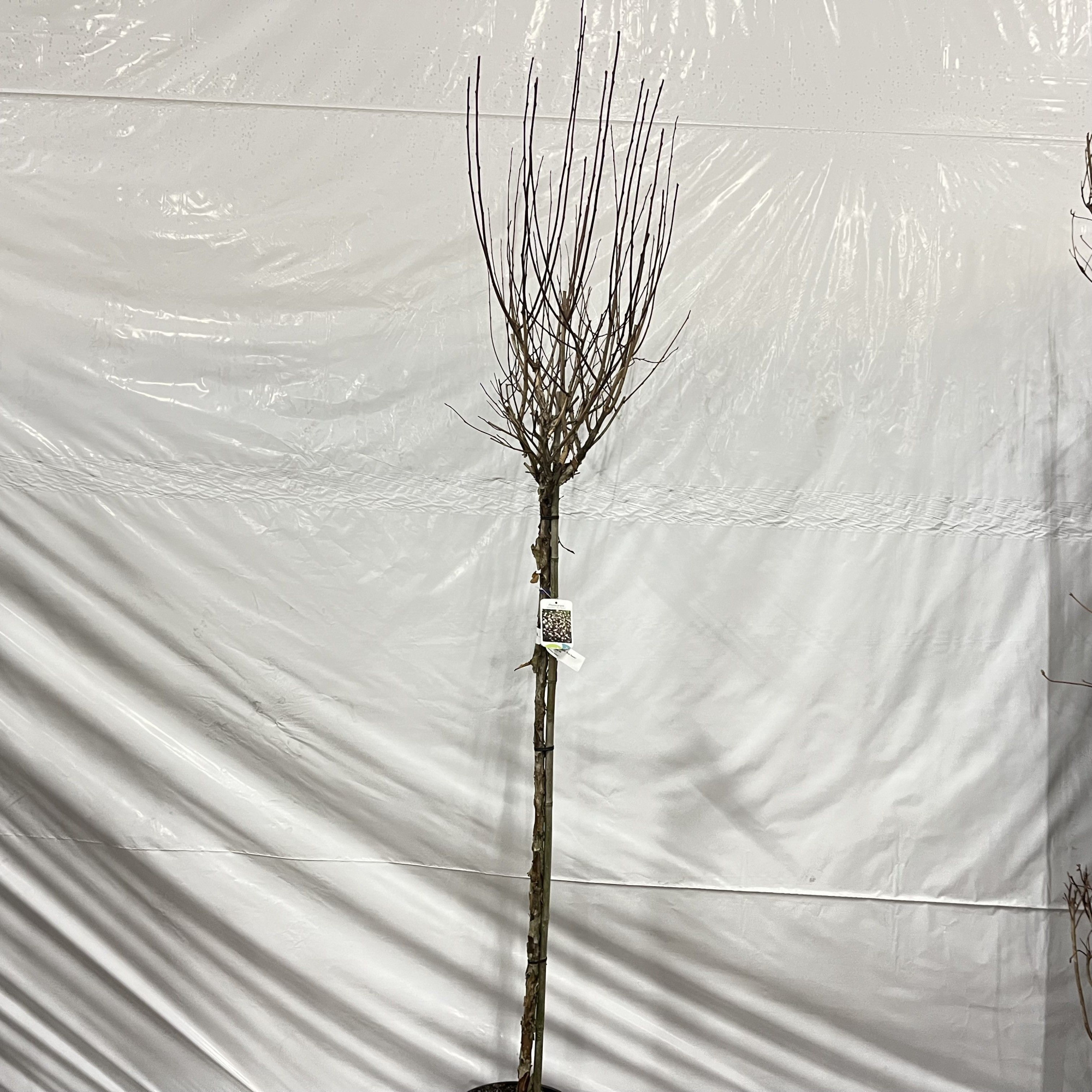 Physocarpus opulifolius 'Red Baron' -- stam 120 cm, D 32 cm