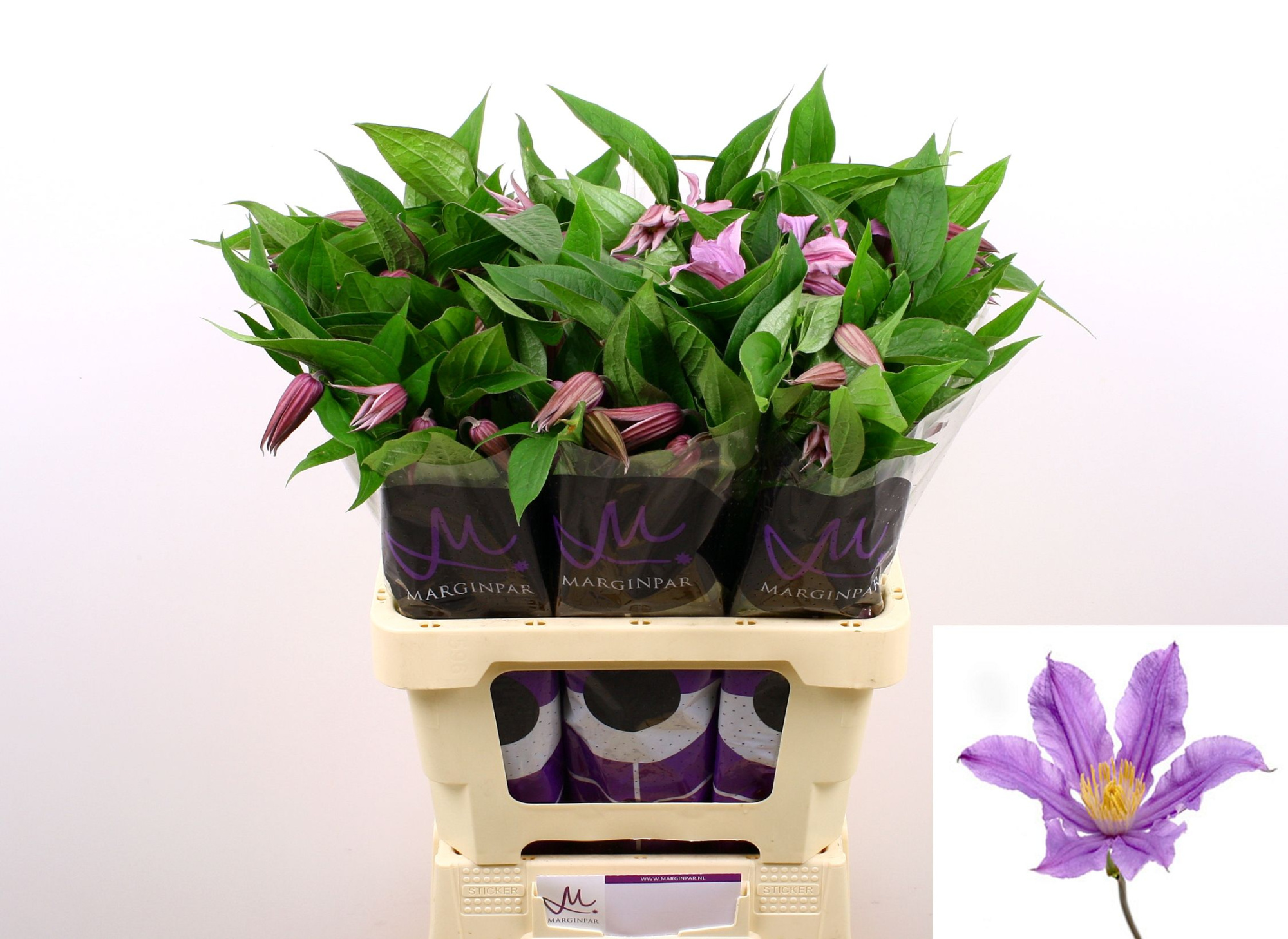 Клематис Эмейзин Лондон 60, шт.