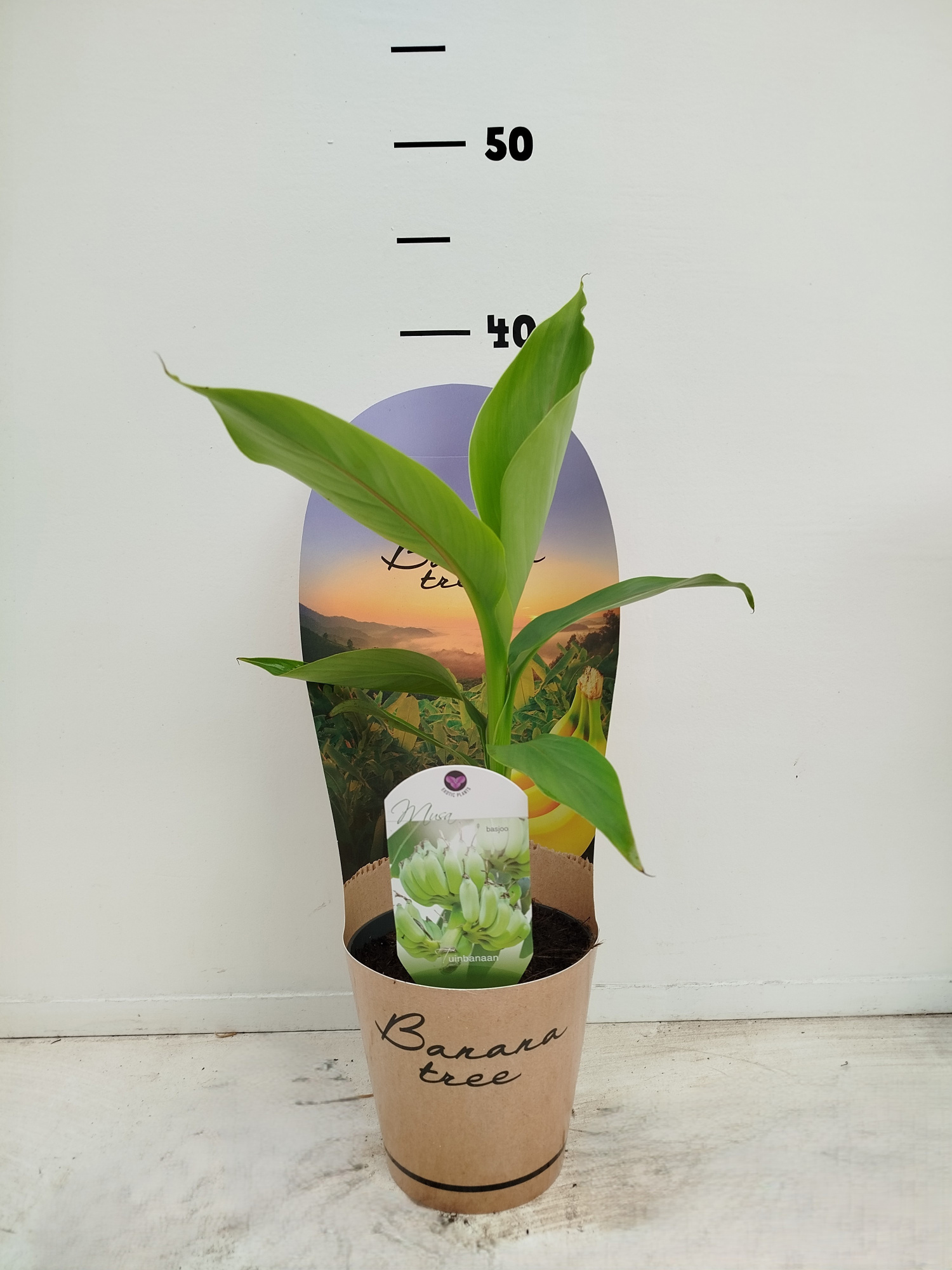 Musa basjoo P12 Cover, D 12