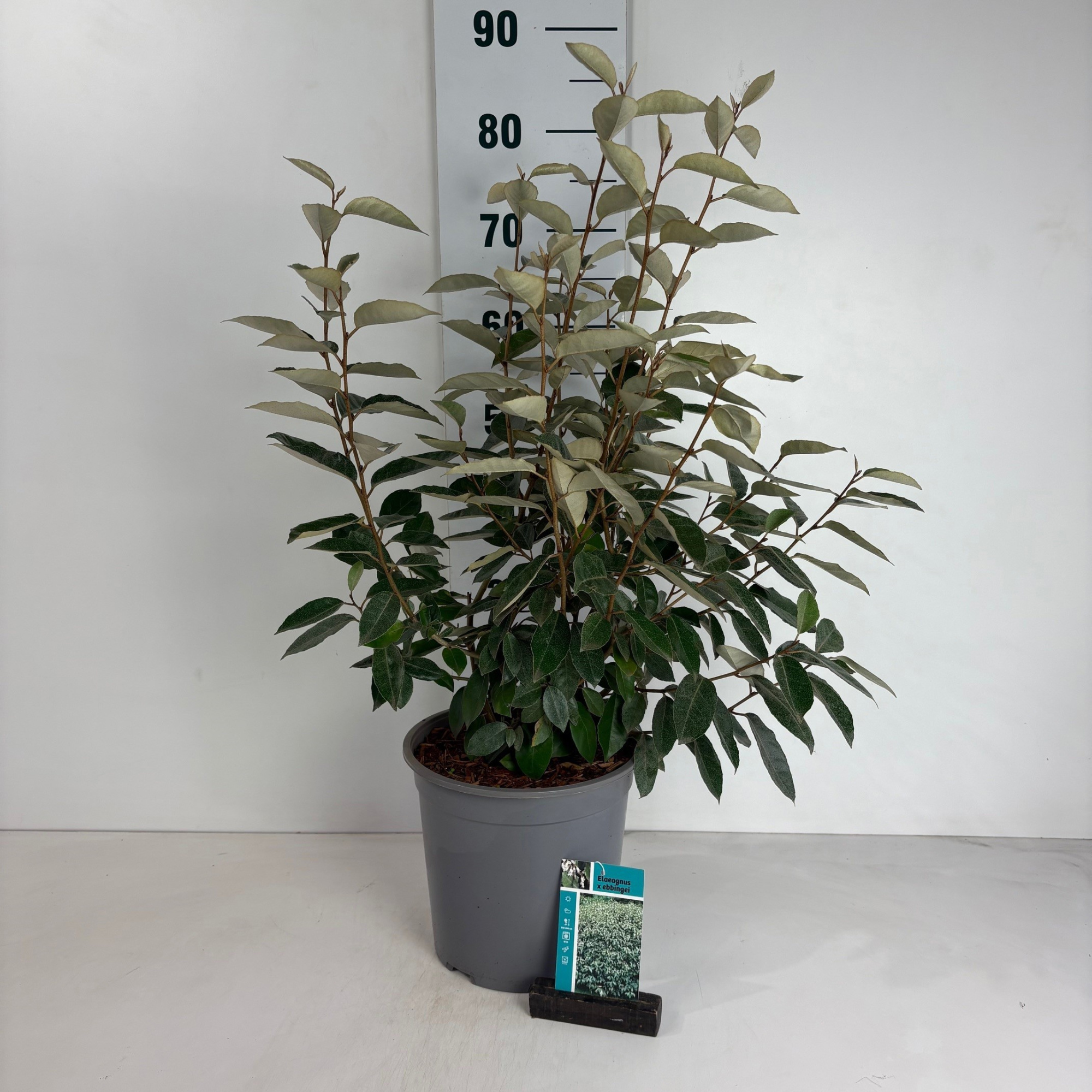 Elaeagnus ebbingei, D 24 cm