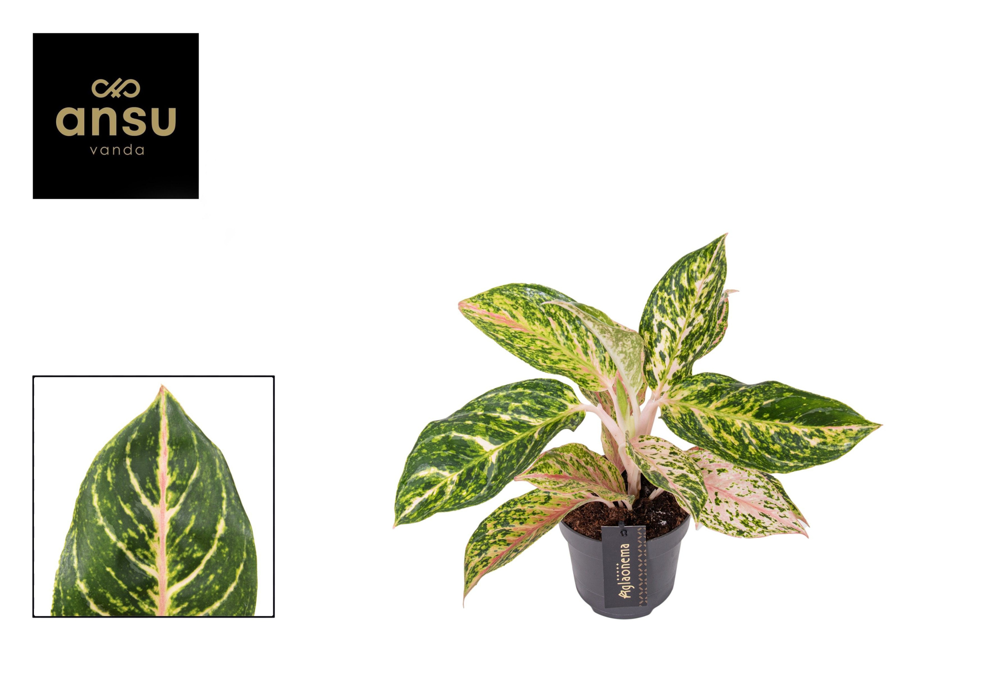 Aglaonema Melon Candy, D 12 cm