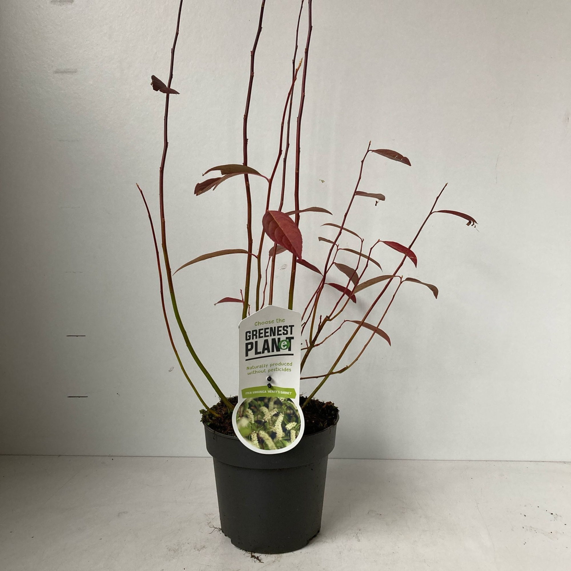 Itea virginica 'Henry's Garnet', D 17