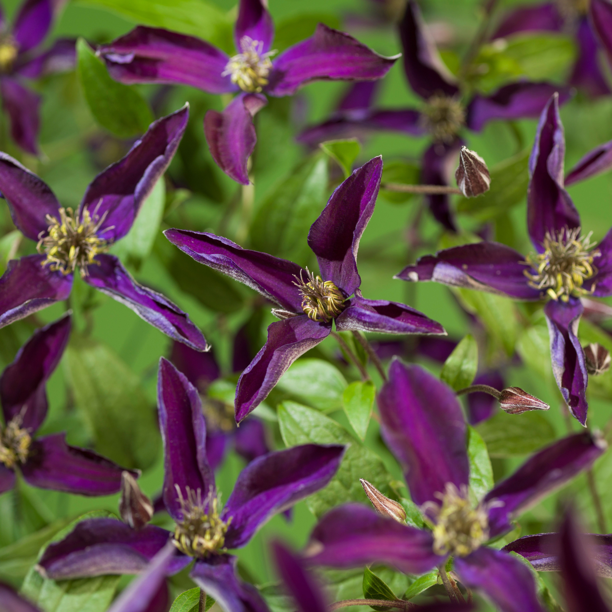 Clematis So Many Dark Violet Flowers PBR +light label, D 15