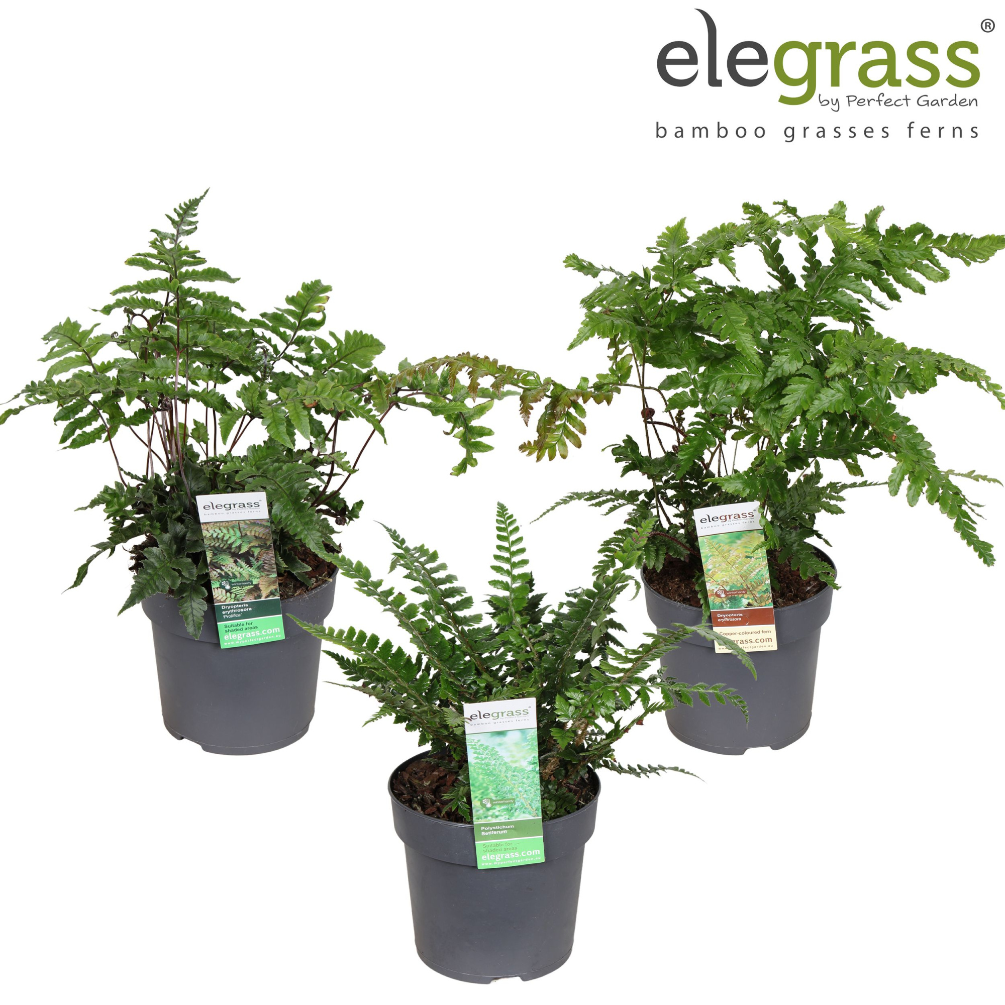 Varens mix laag P14, D 14 cm