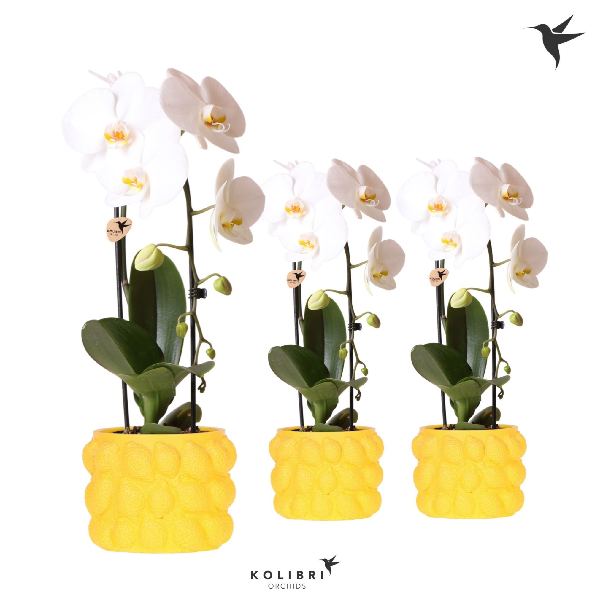 Kolibri Orchids Phalaenopsis Cascade Niagara Fall white 1 spike in Citrus pot yellow, D 12