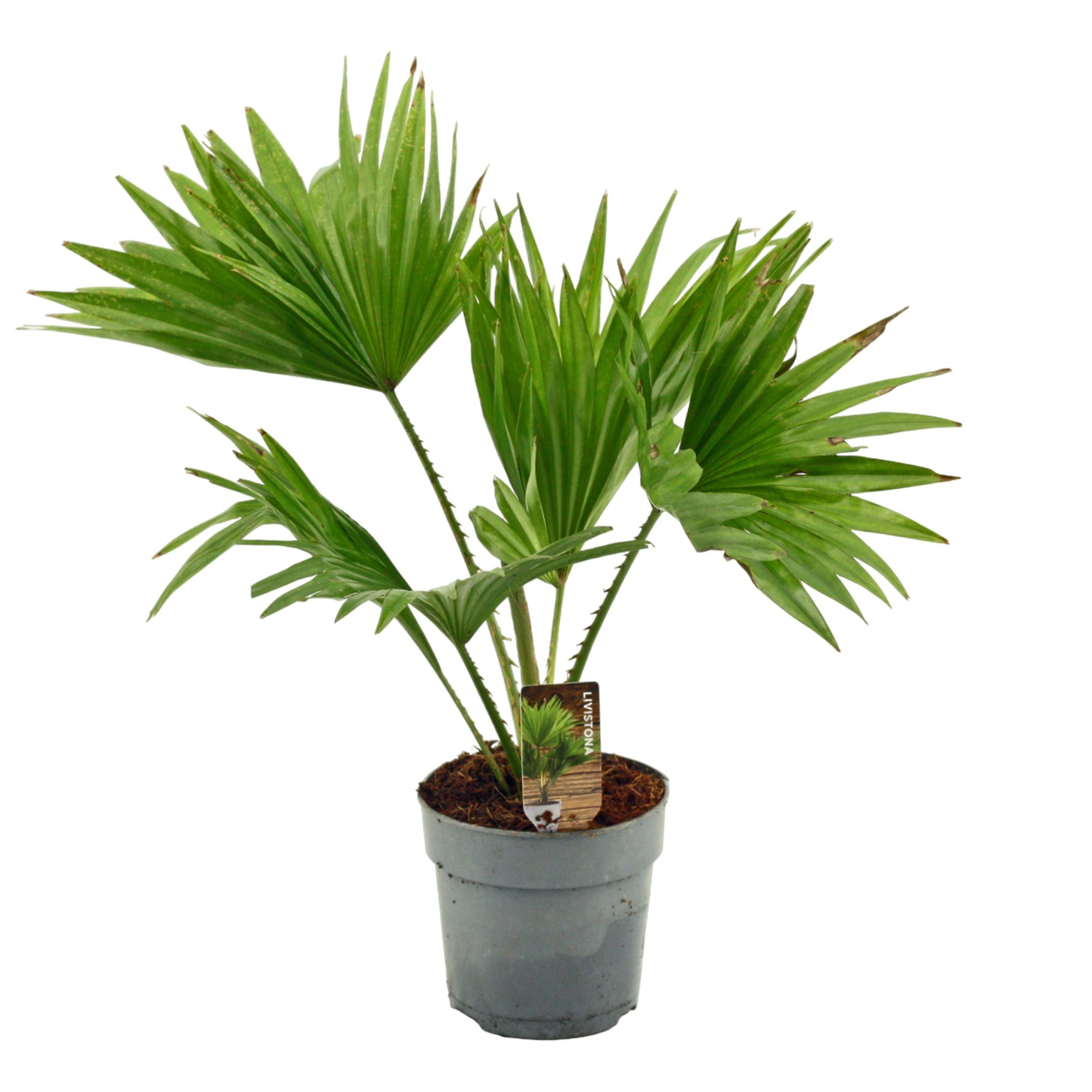 Livistona Rotundifolia A2 12cm, D 12 cm