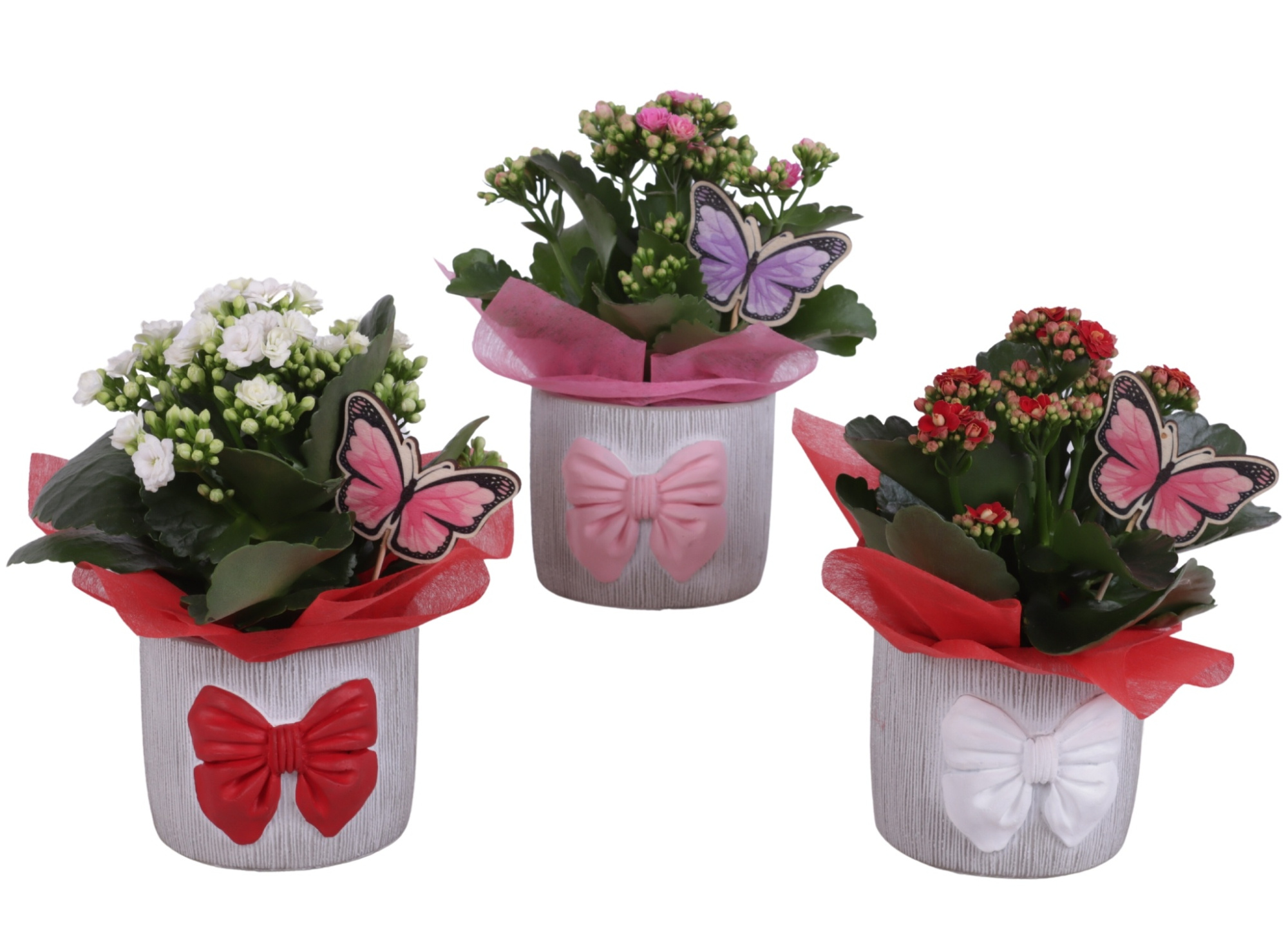 Womensday Arr. Indoor Ceramic Pot with Bow 3 Color Mix Ø12cm 1PP, D 12