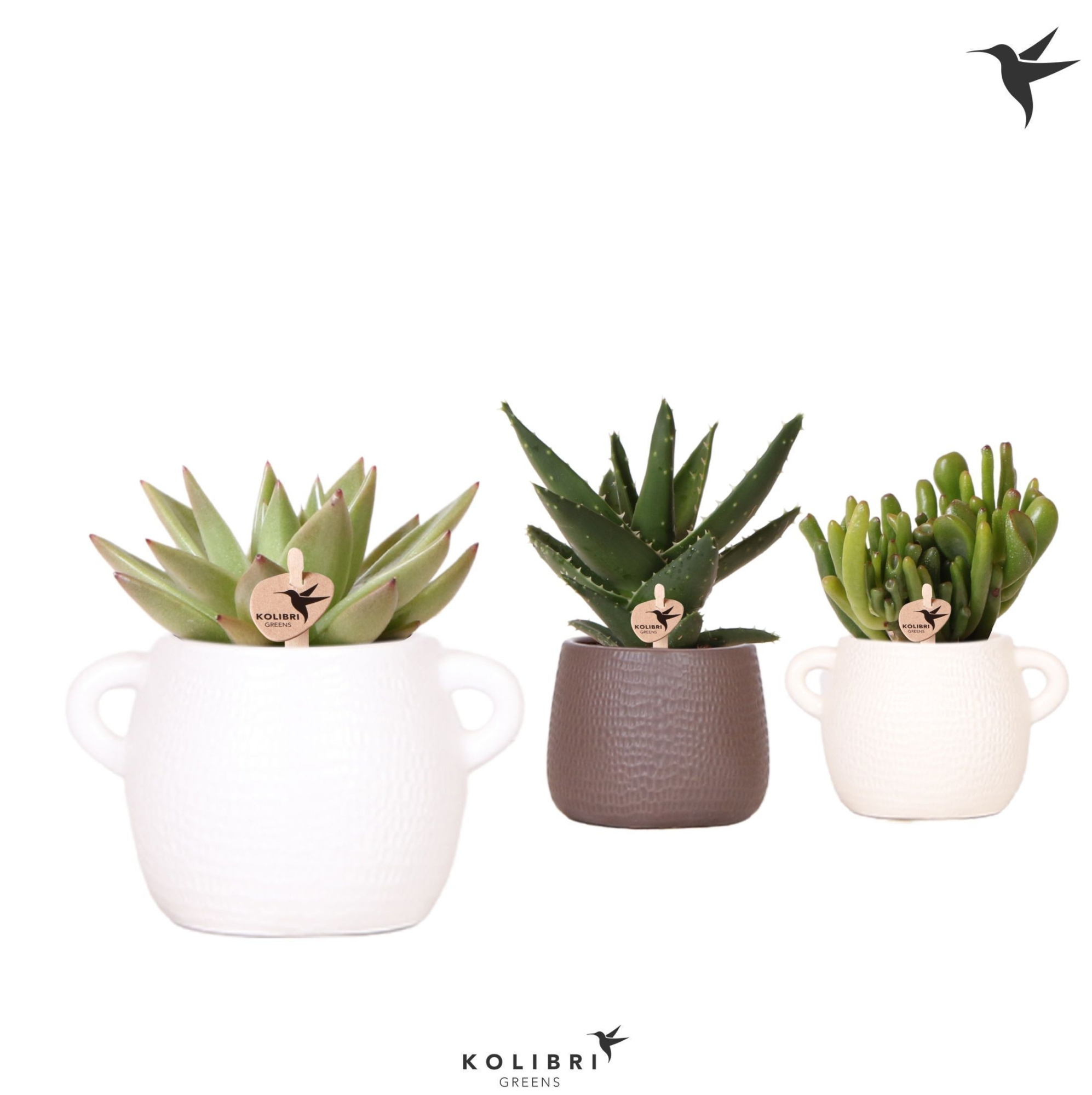 Kolibri Greens Succulenten mix in Scales pot mix, D 6 cm