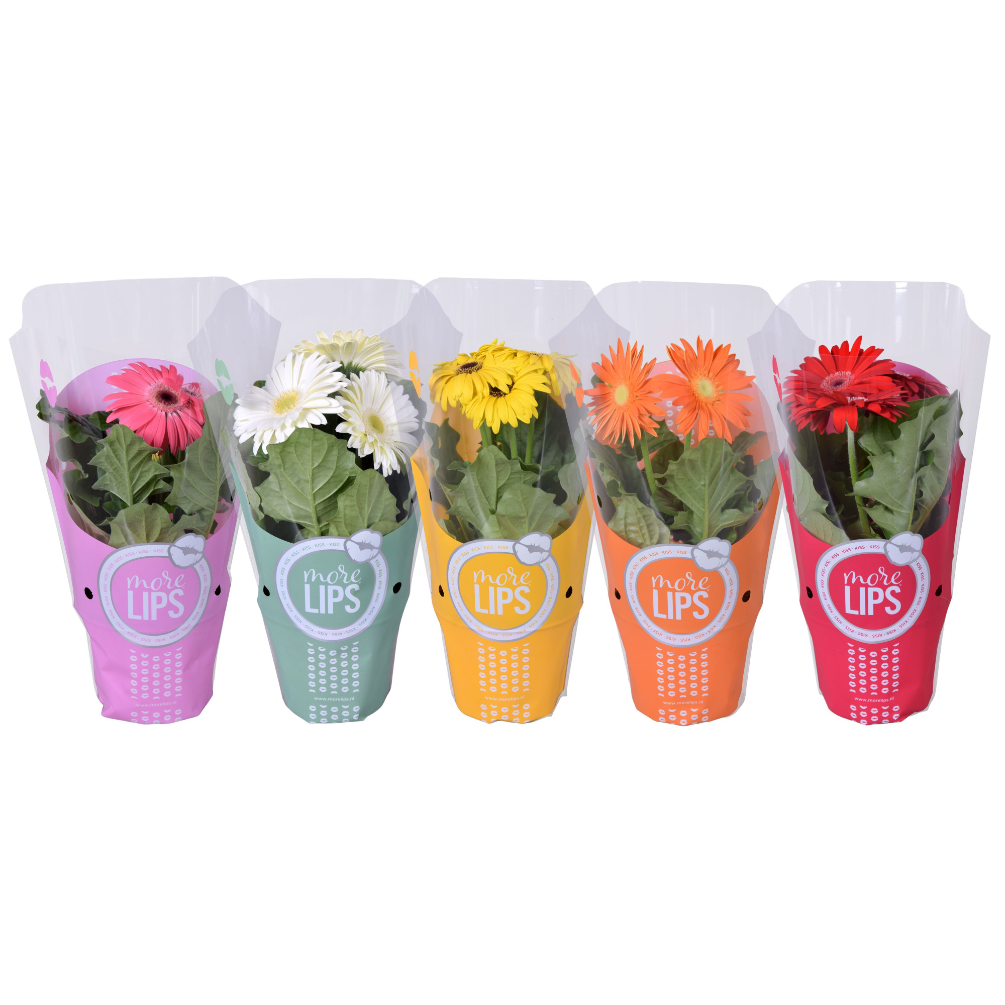 MoreLIPS Gerbera 2+ bl 12cm More Lips, D 12