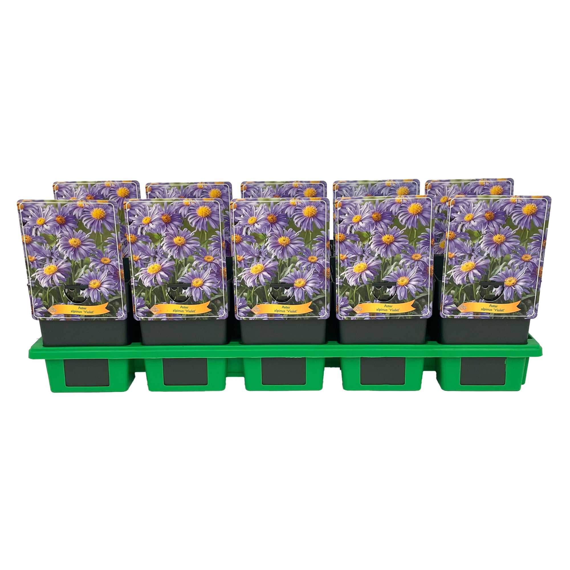 Aster alpinus 'Violet' P11, D 11