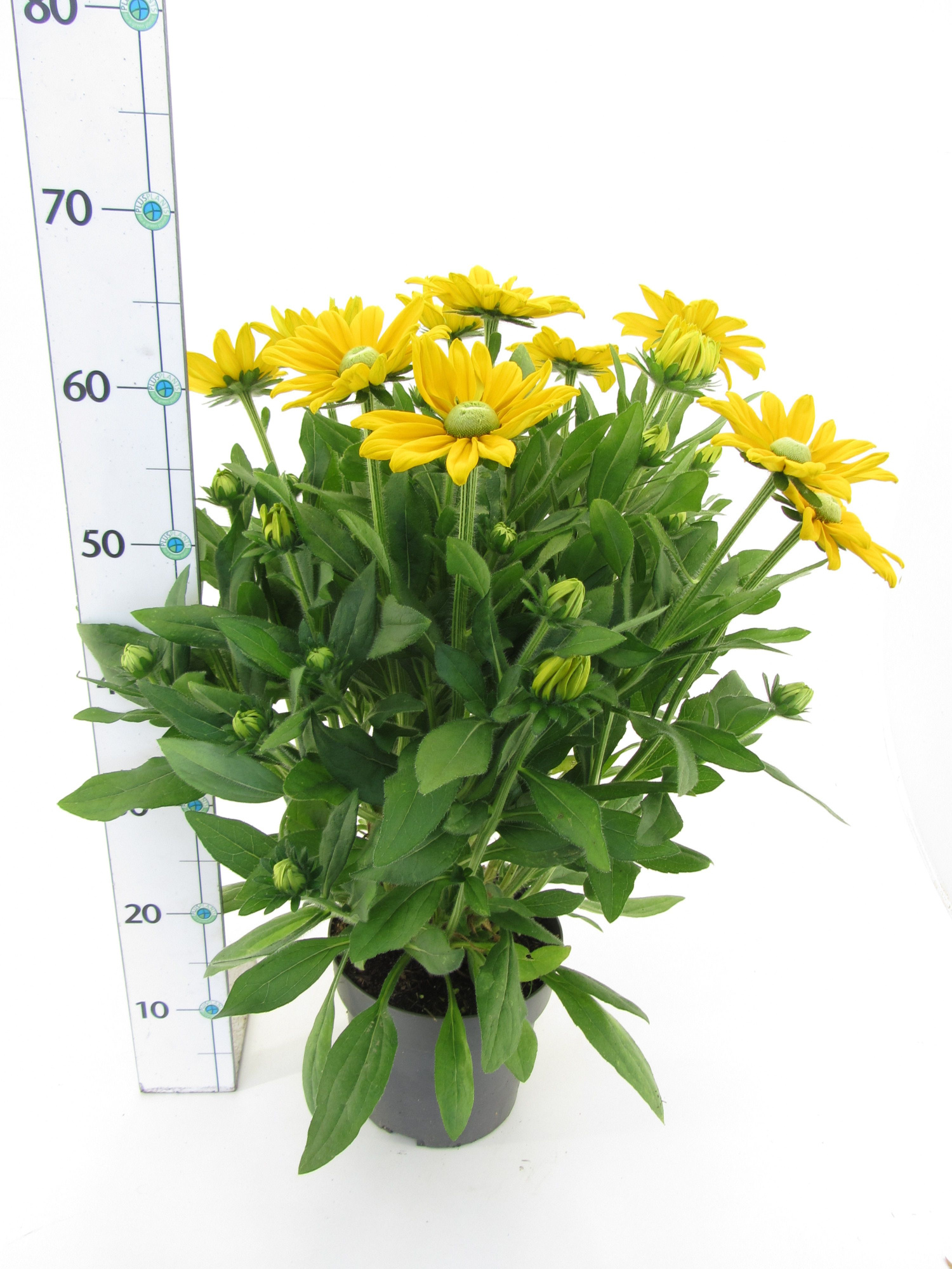 Rudbeckia hirta 'Sunbeckia', D 19