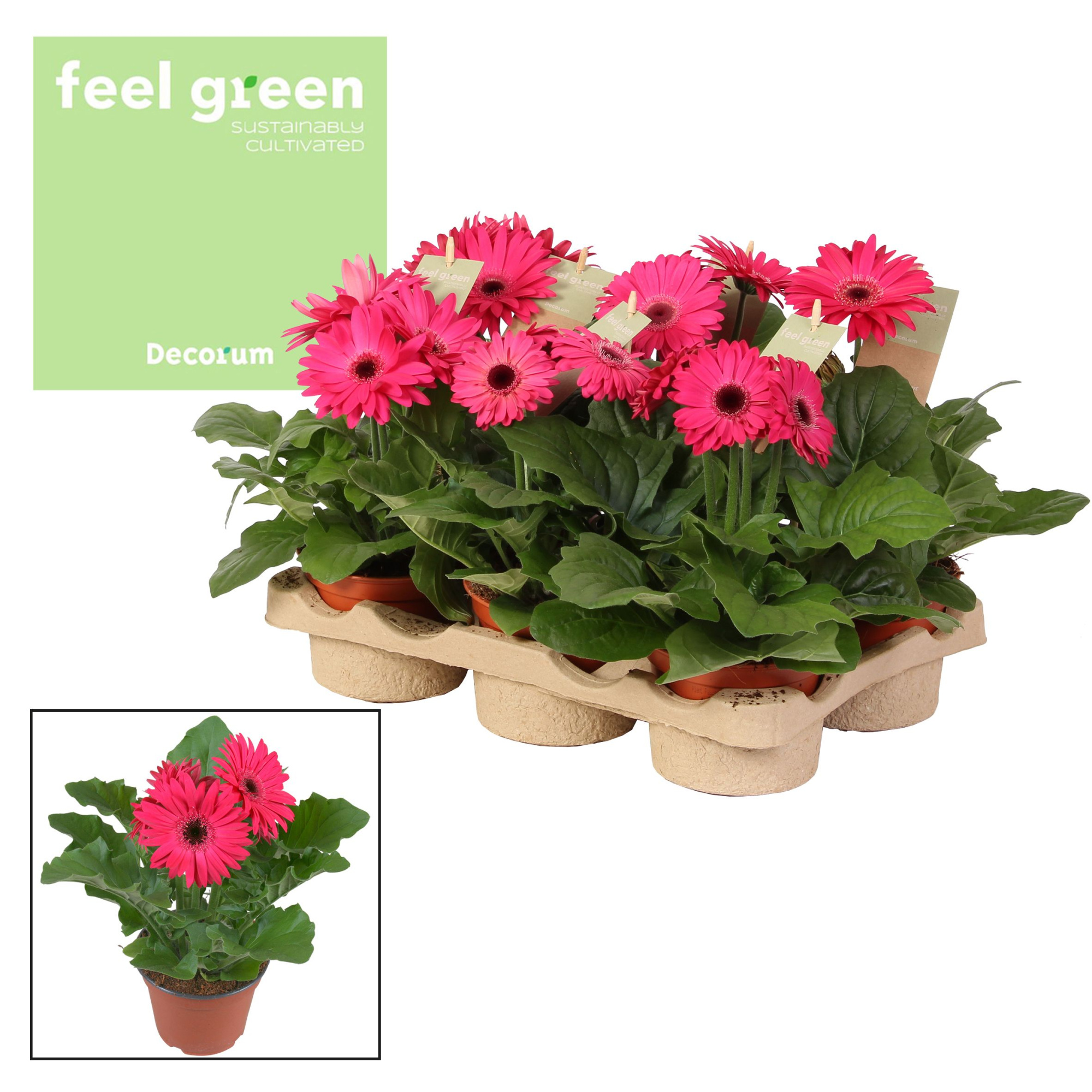 Gerbera paars tinten 2+ bl. Feel Green, nature Decorum, D 12 cm