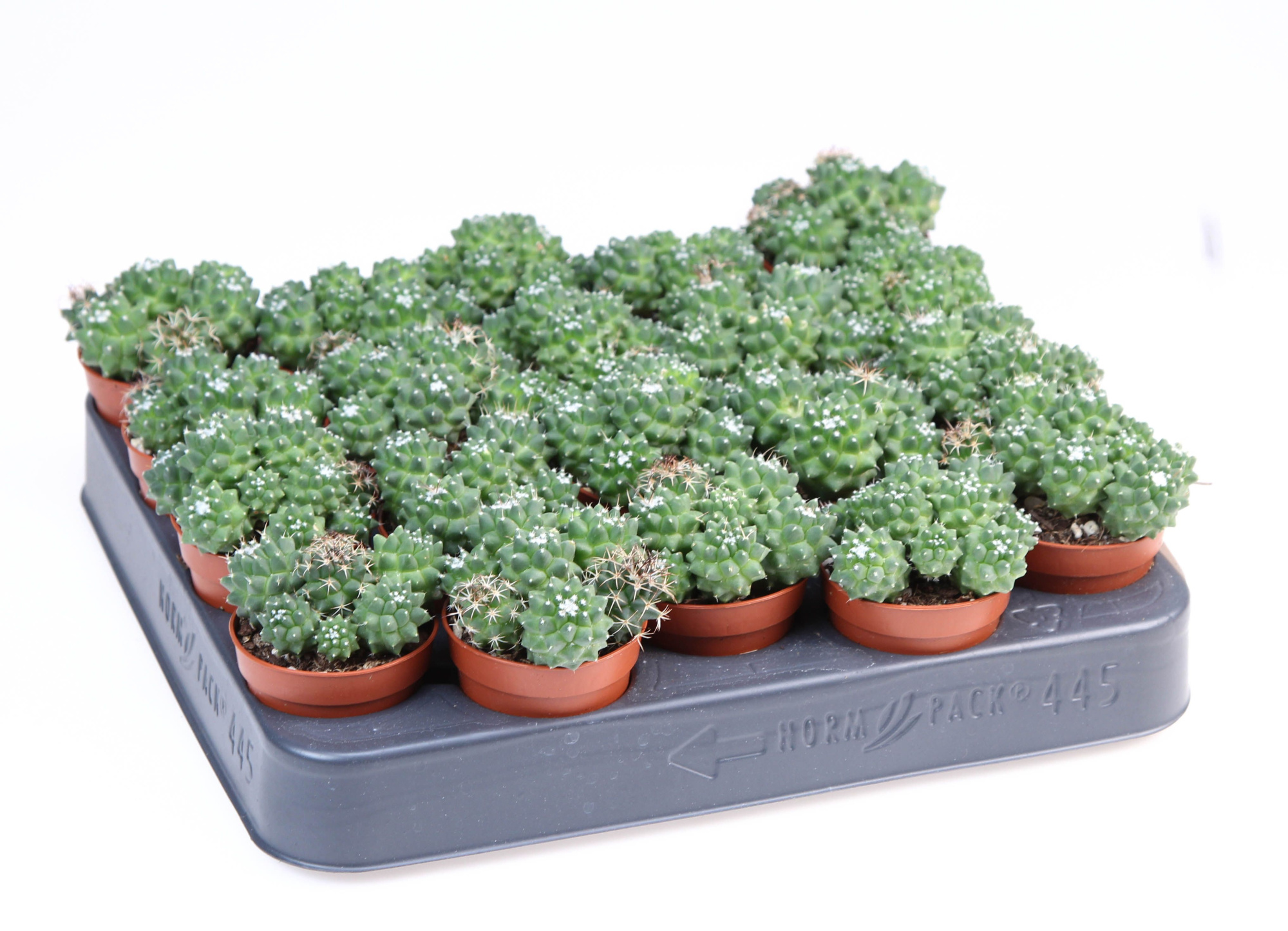 Mammillaria toluca, D 5,5