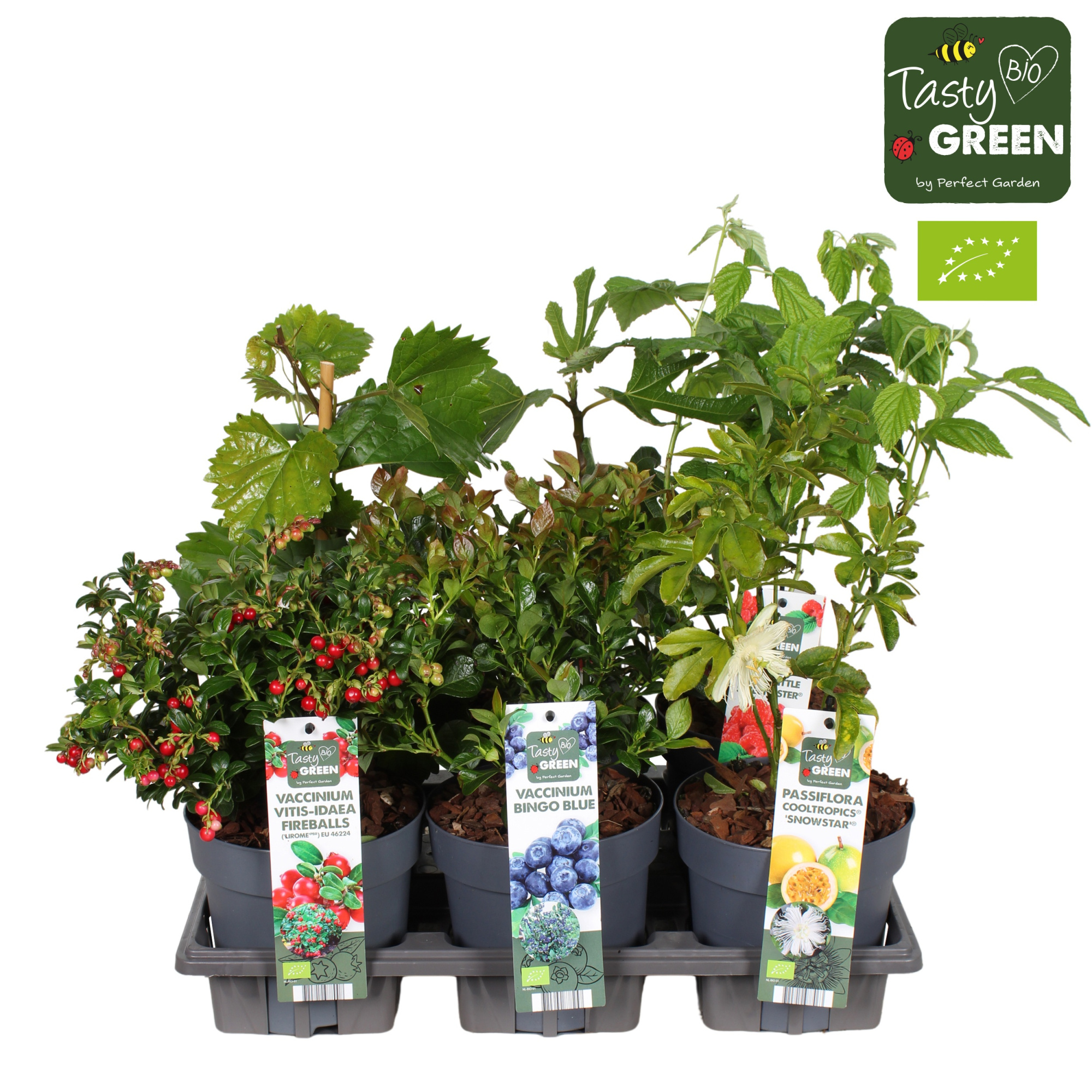 Fruit mix tray potcover Bio P14, D 14 cm