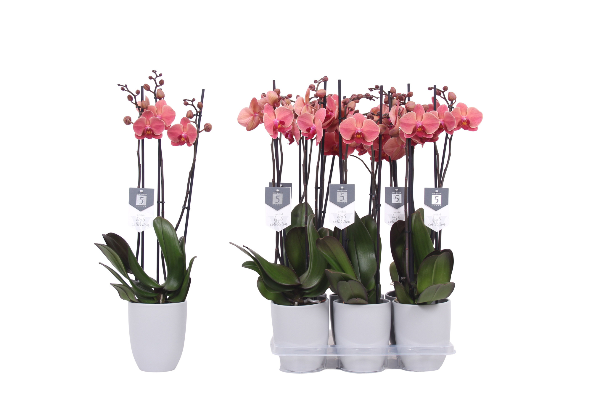 Phalaenopsis Narbonne, 3-spike 22+ Grey Ceramics, D 12