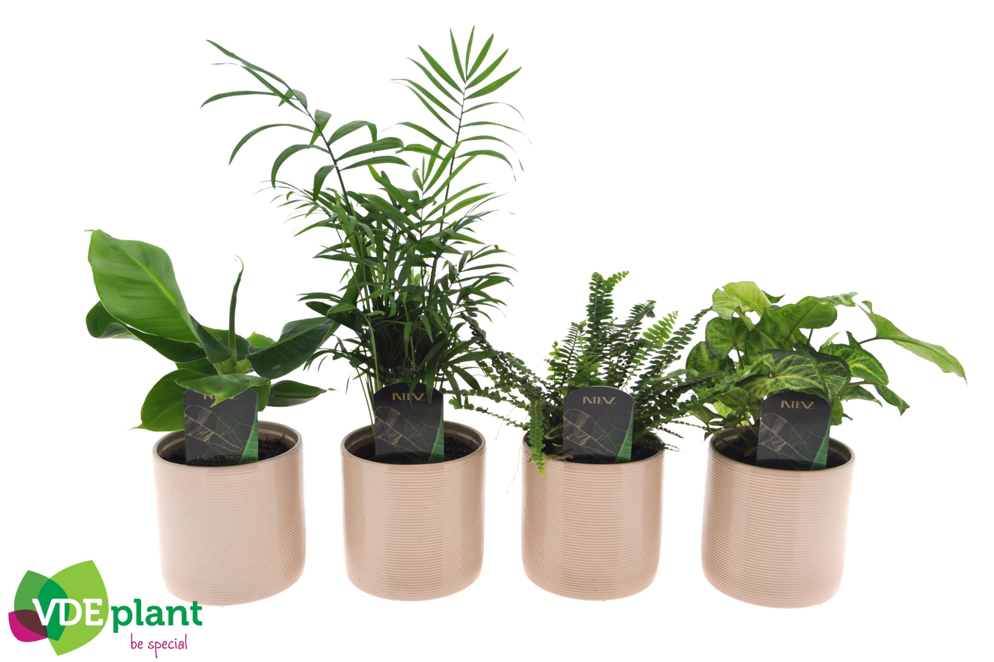 Fresh Green mix in Havana keramiek, D 12 cm