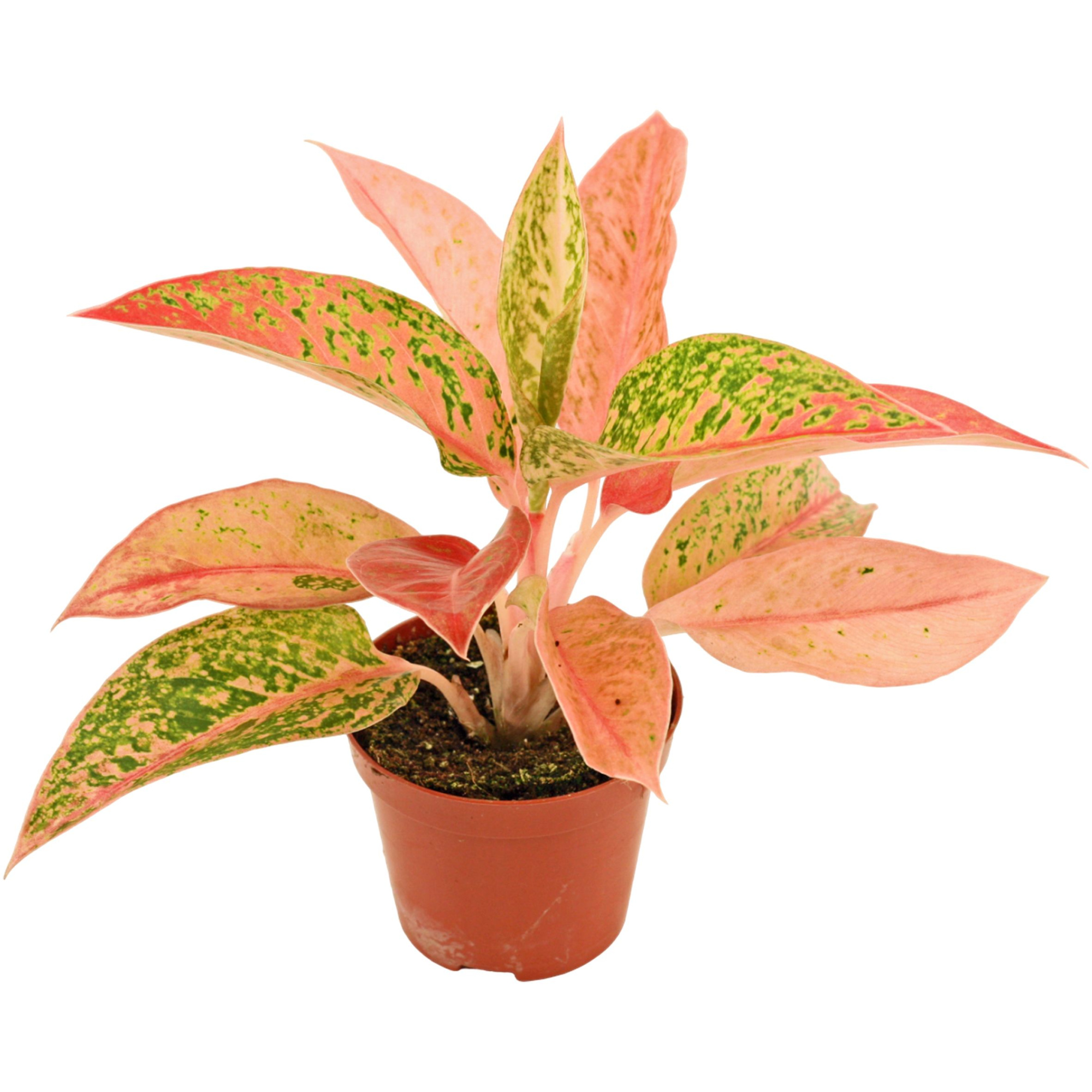 Aglaonema Prestige 9 cm, D 9 cm