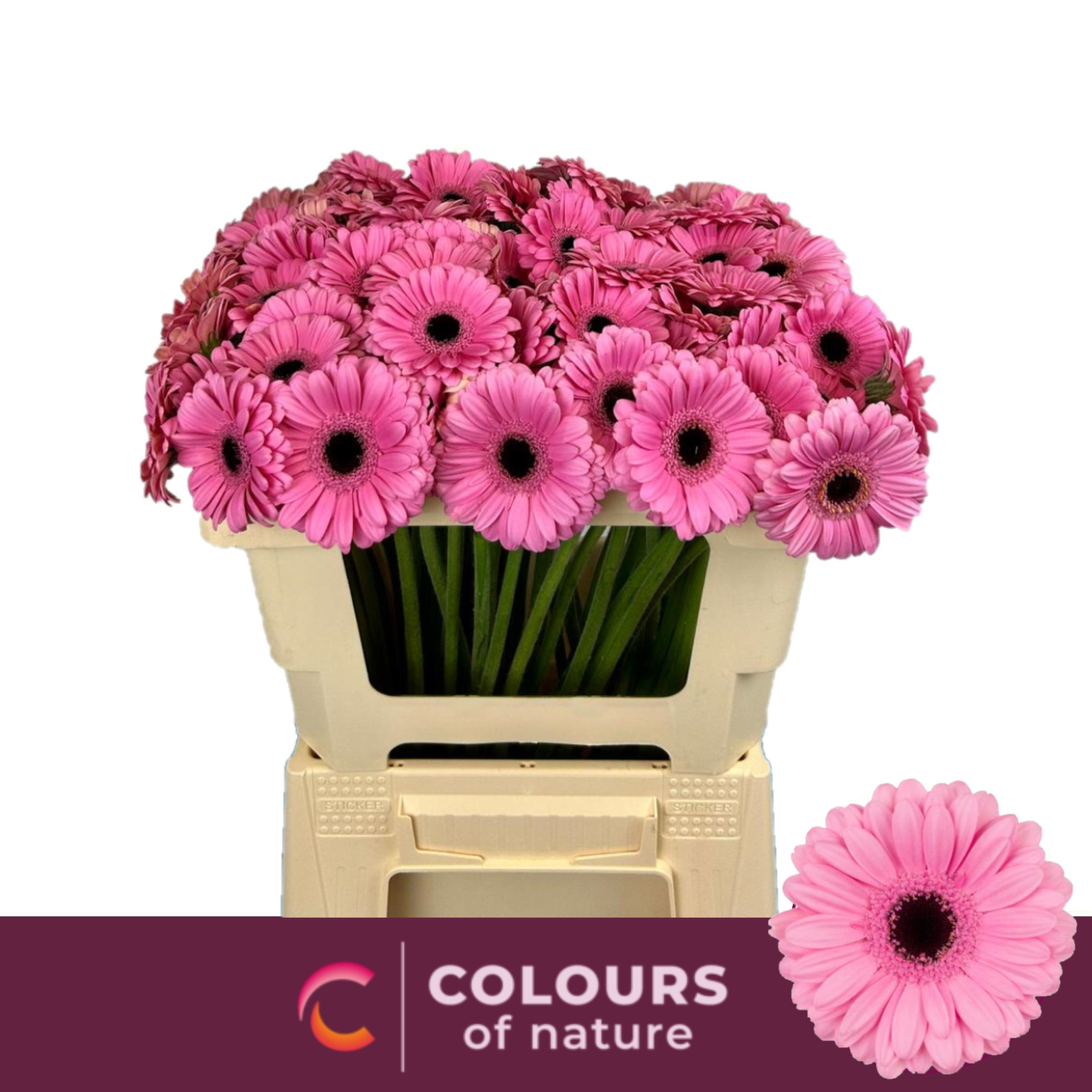 Гермини Талент, шт.