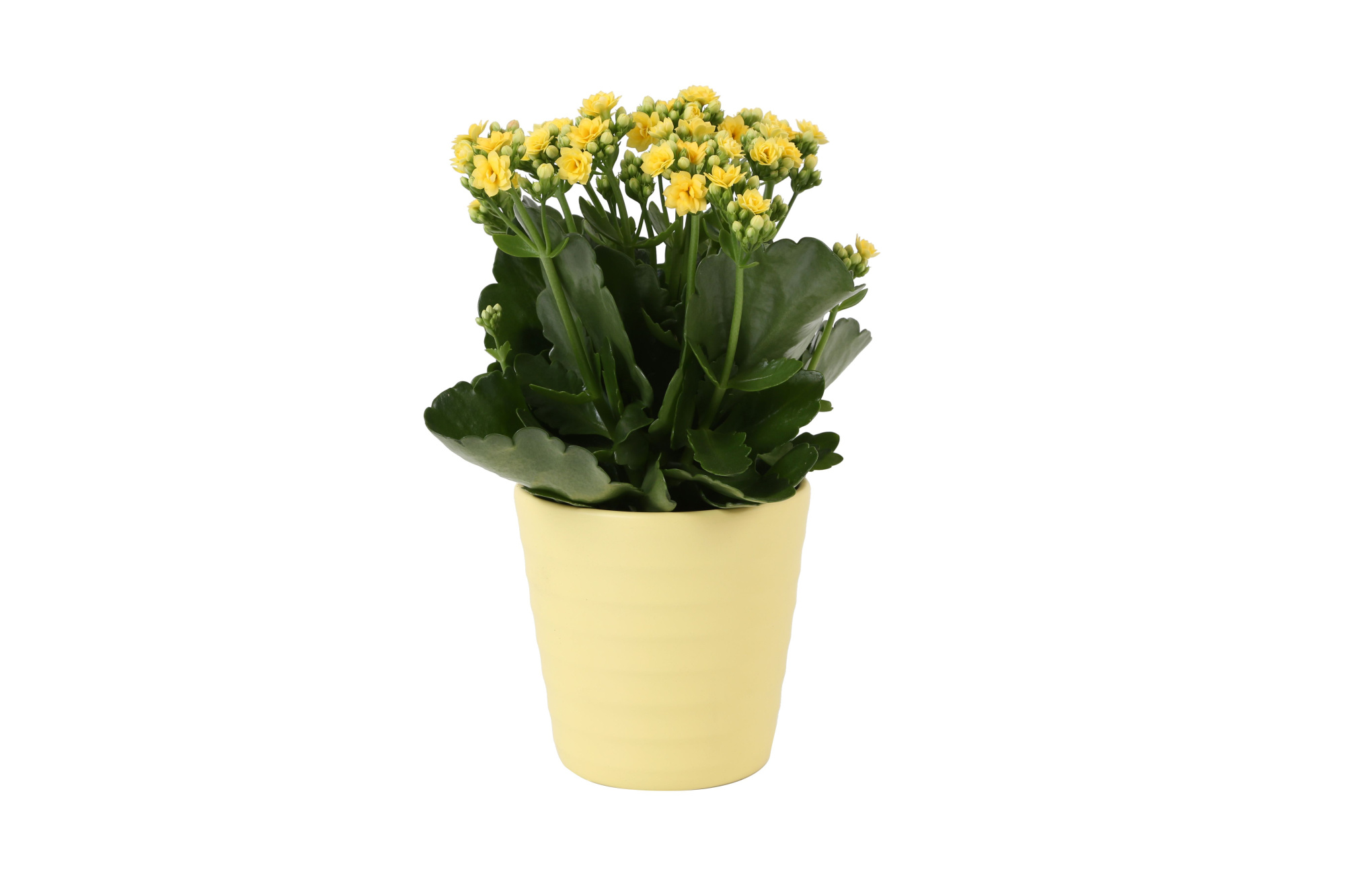 KP-809.1 GL - Kalanchoe Rosalina 12cm geel in geel keramiek, D 12 cm