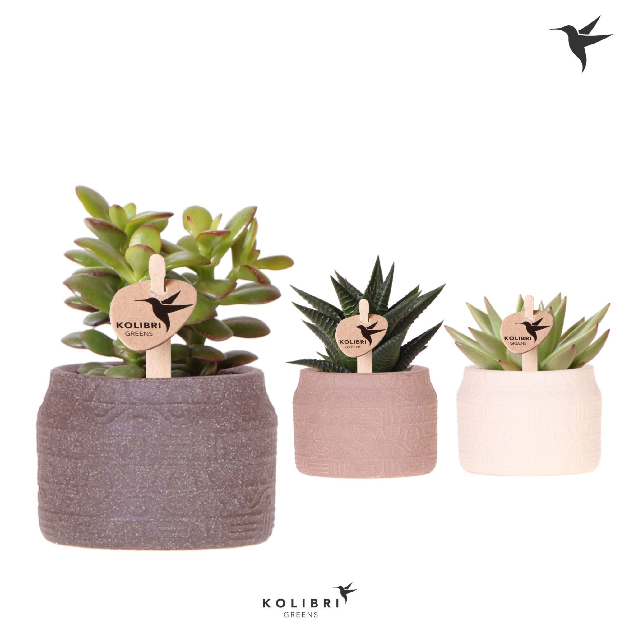 Kolibri Greens Succulenten mix in Hieroglyph pot mix, D 6 cm