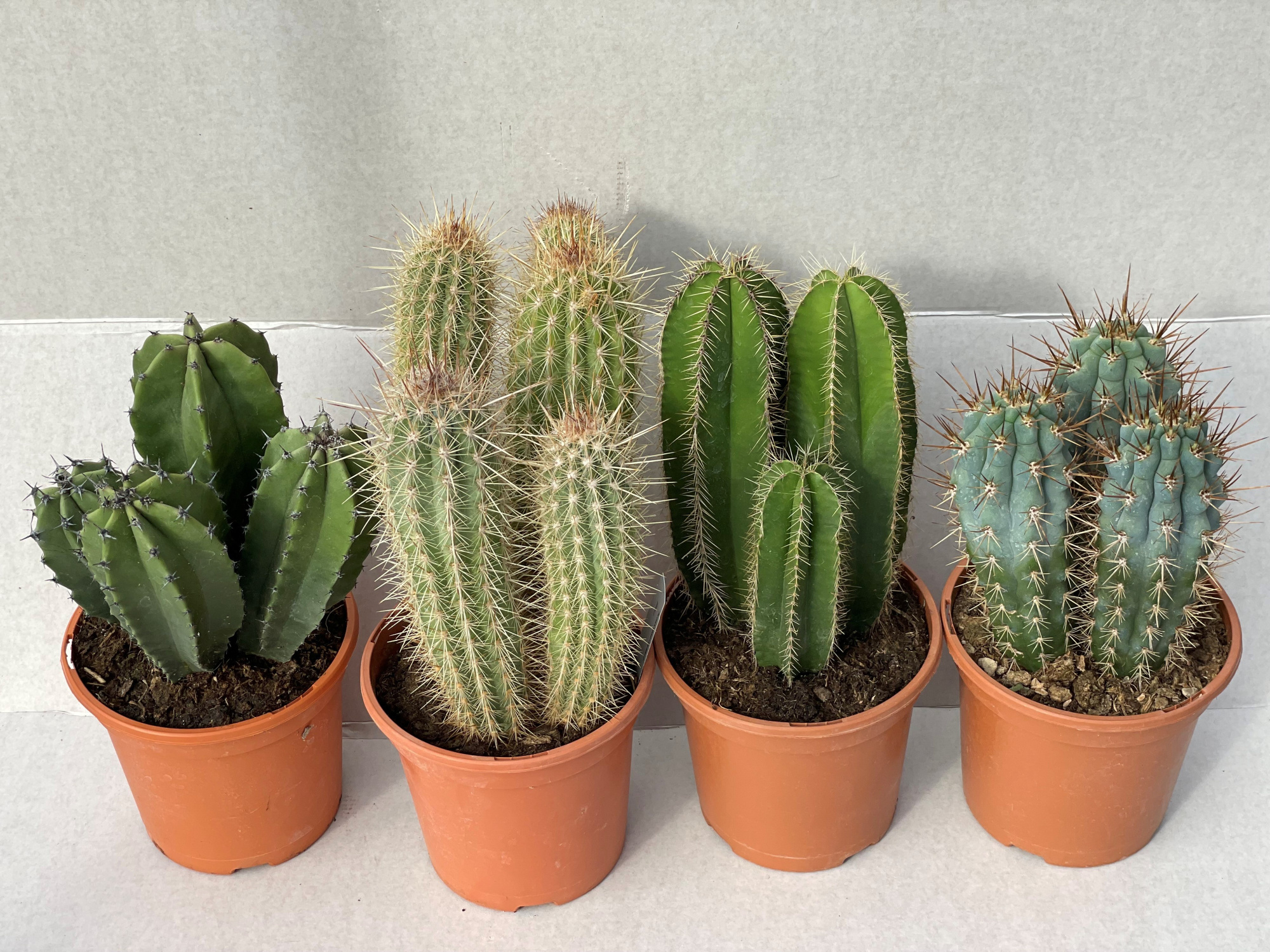 518 Zuilen mix TENERIFE 17 cm, D 17 cm