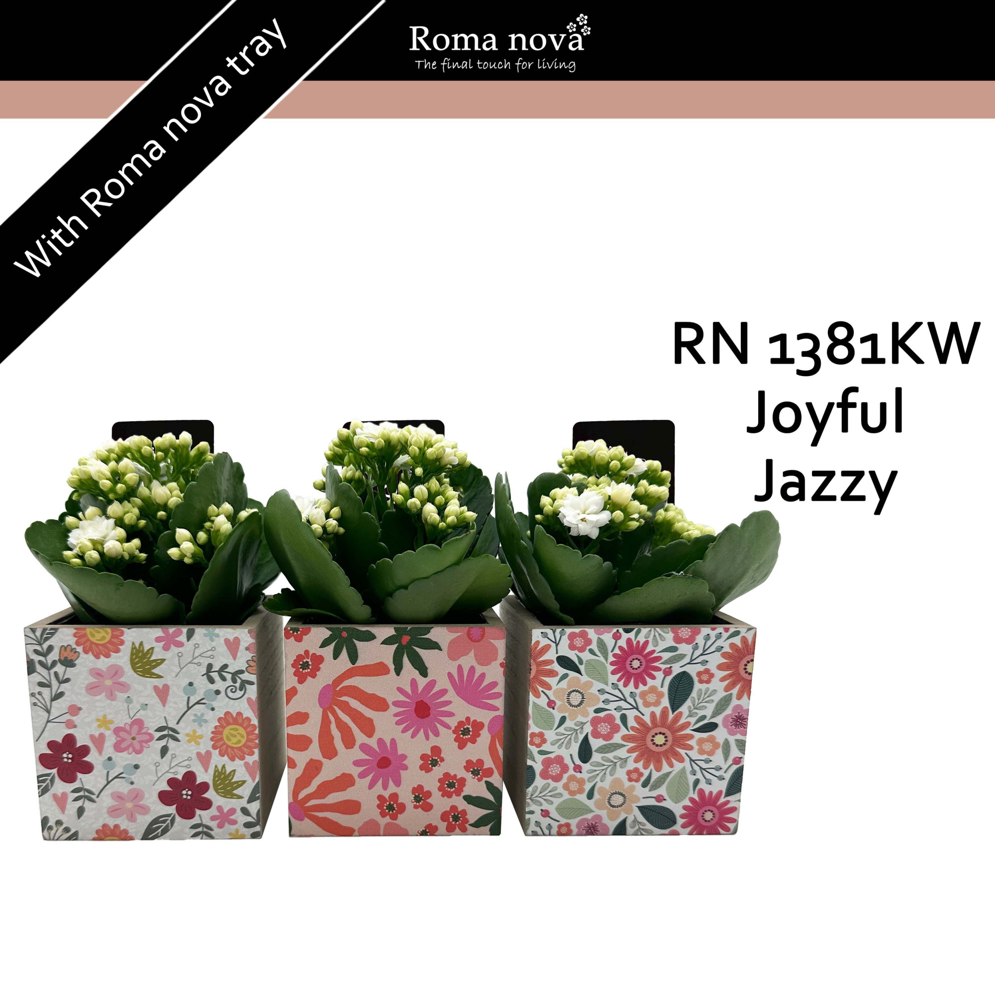 1381KW - Joyful Jazzy (Kalanchoe white), D 9 cm