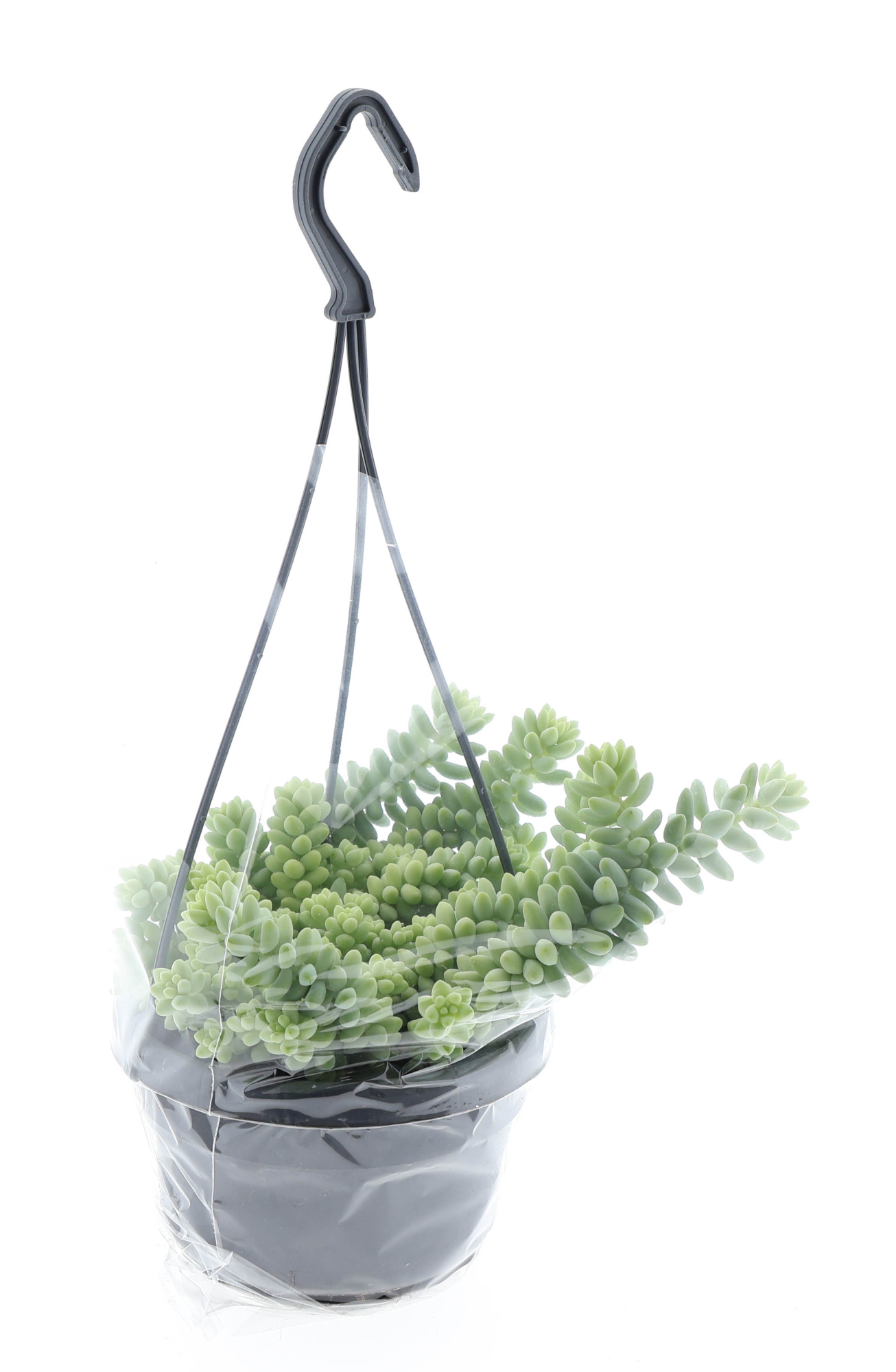 Sedum burrito hangpot, D 14 cm