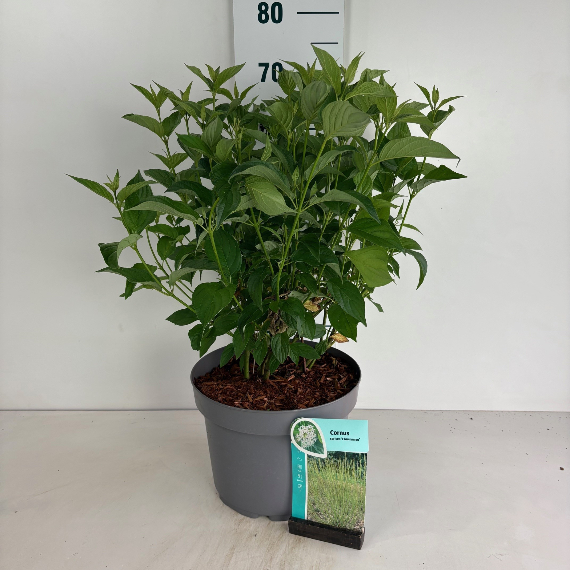 Cornus sericea Flaviramea, D 29 cm