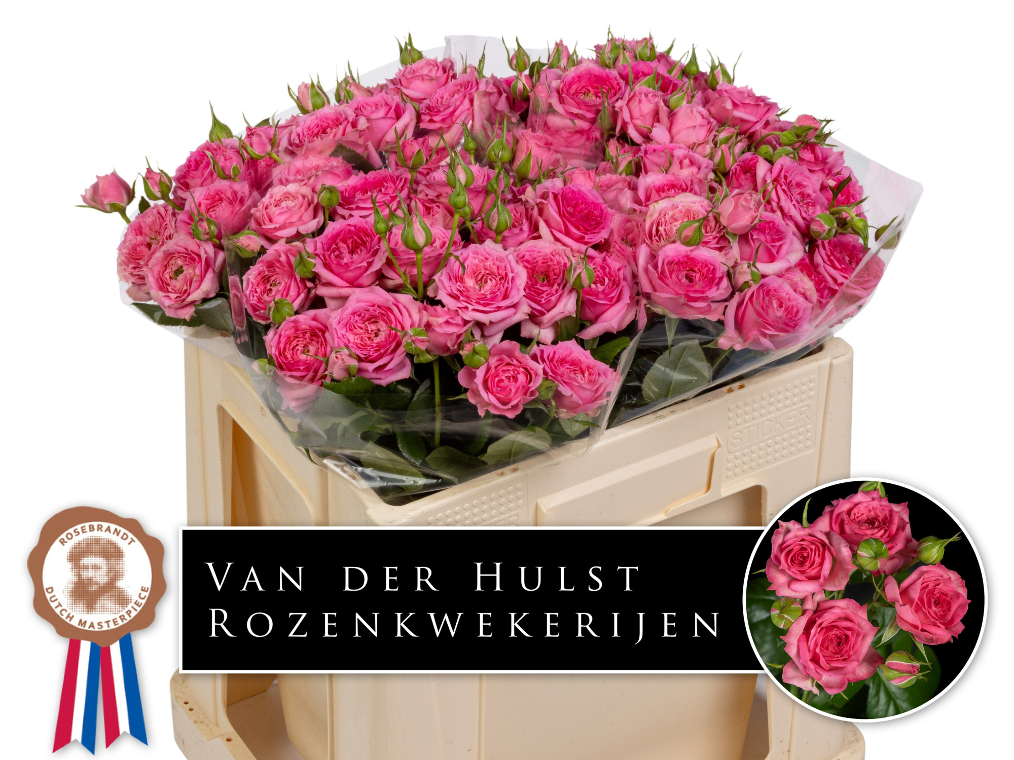 Роза куст. Пинк Дайменшн 50, шт.