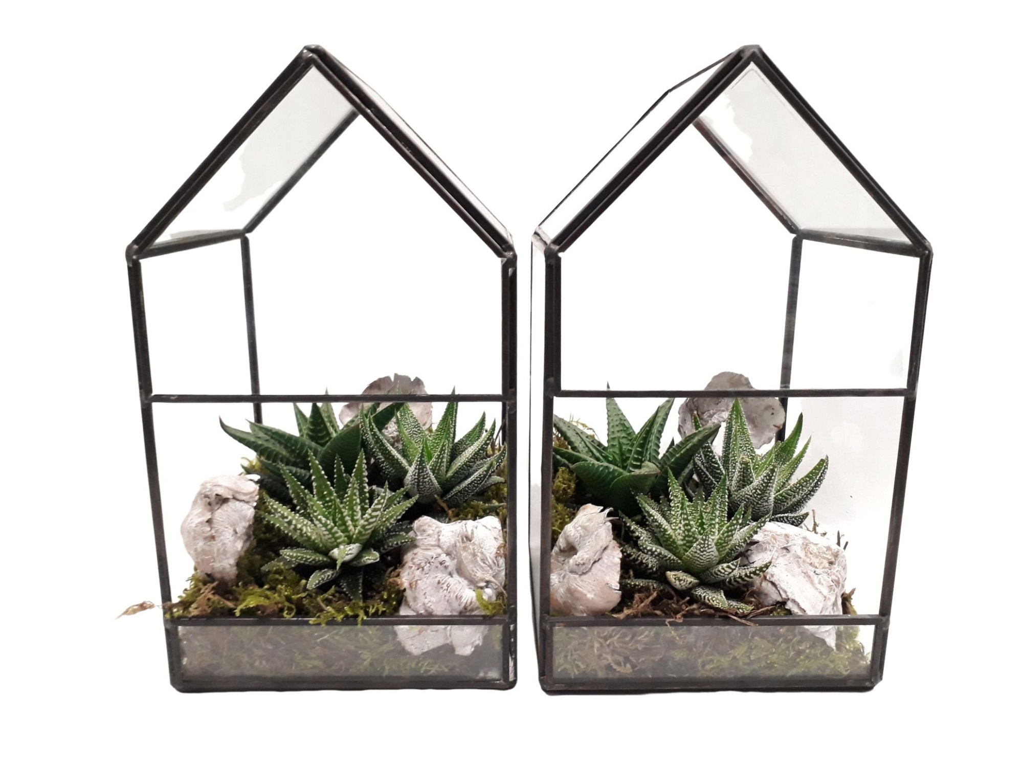 GHK12 H21 Terrarium glashouse Haworthia, D 12 cm