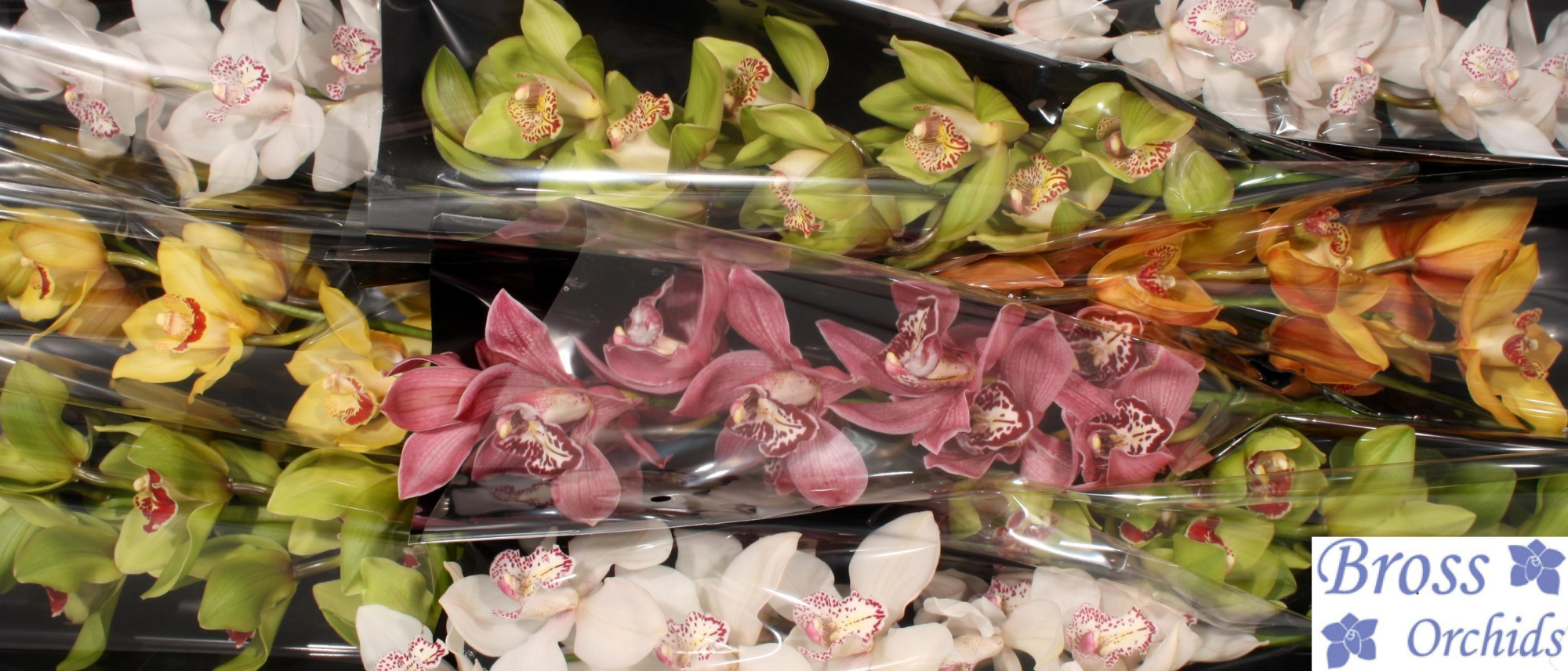 Цимбидиум Микс x9 60, шт.