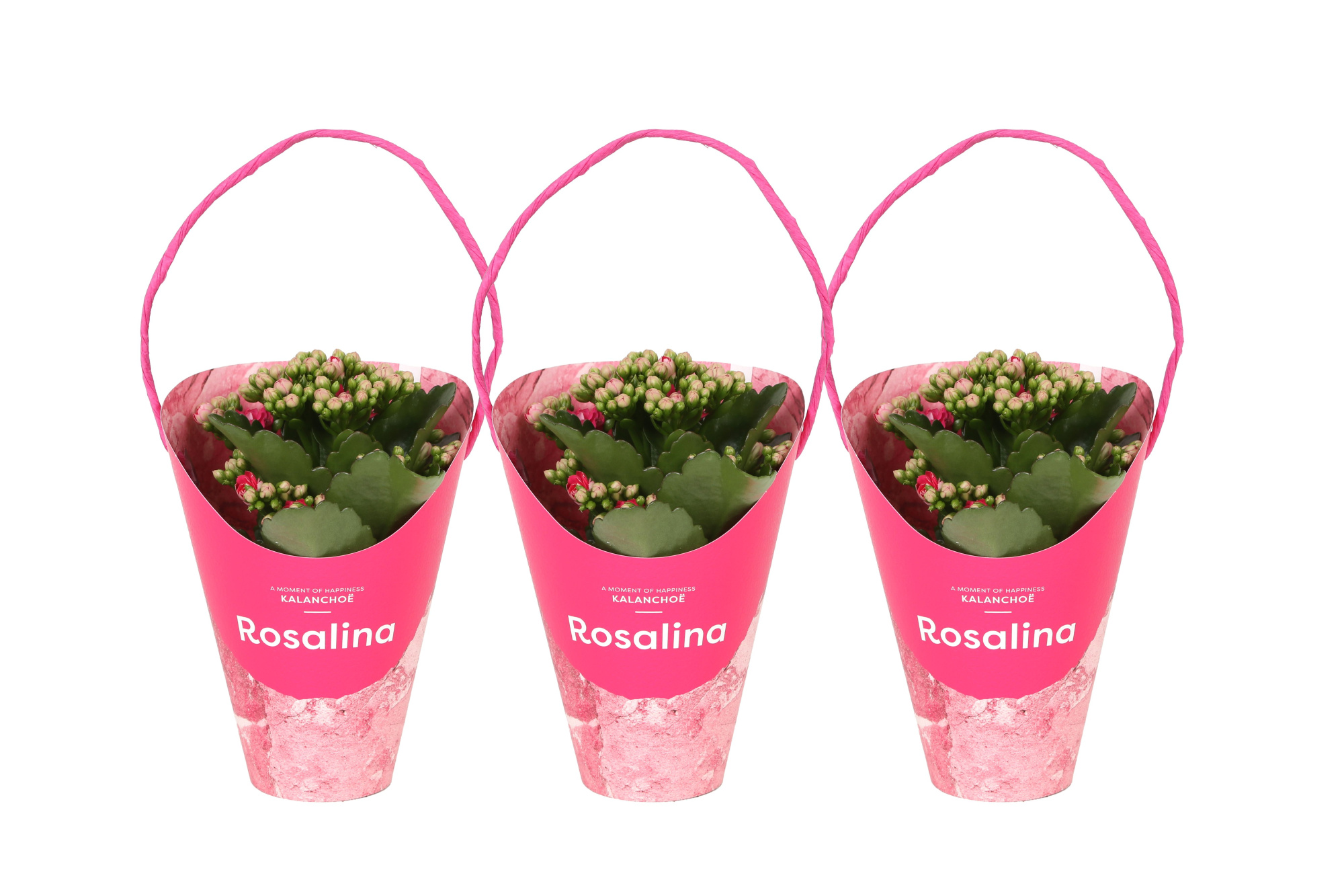 KP-857.1 RZ - Kalanchoe Rosalina Roze 7cm Giftskoker, D 7 cm
