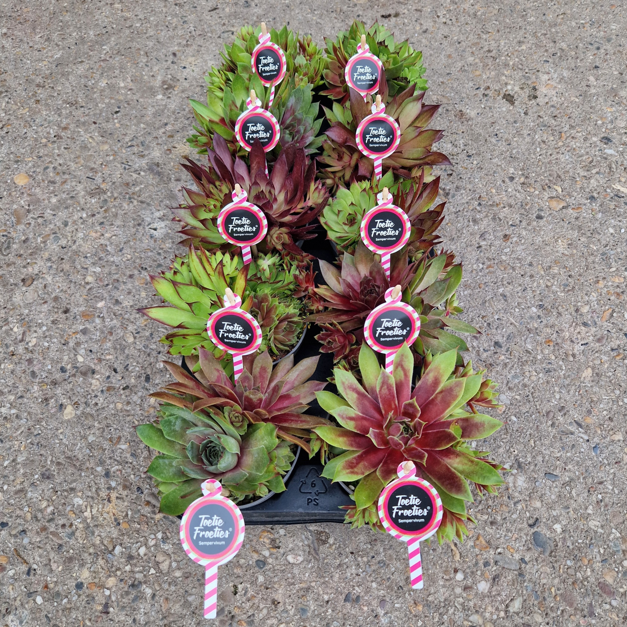 Sempervivum Toetie Froeties ® , Mix p10.5, D 10,5 cm