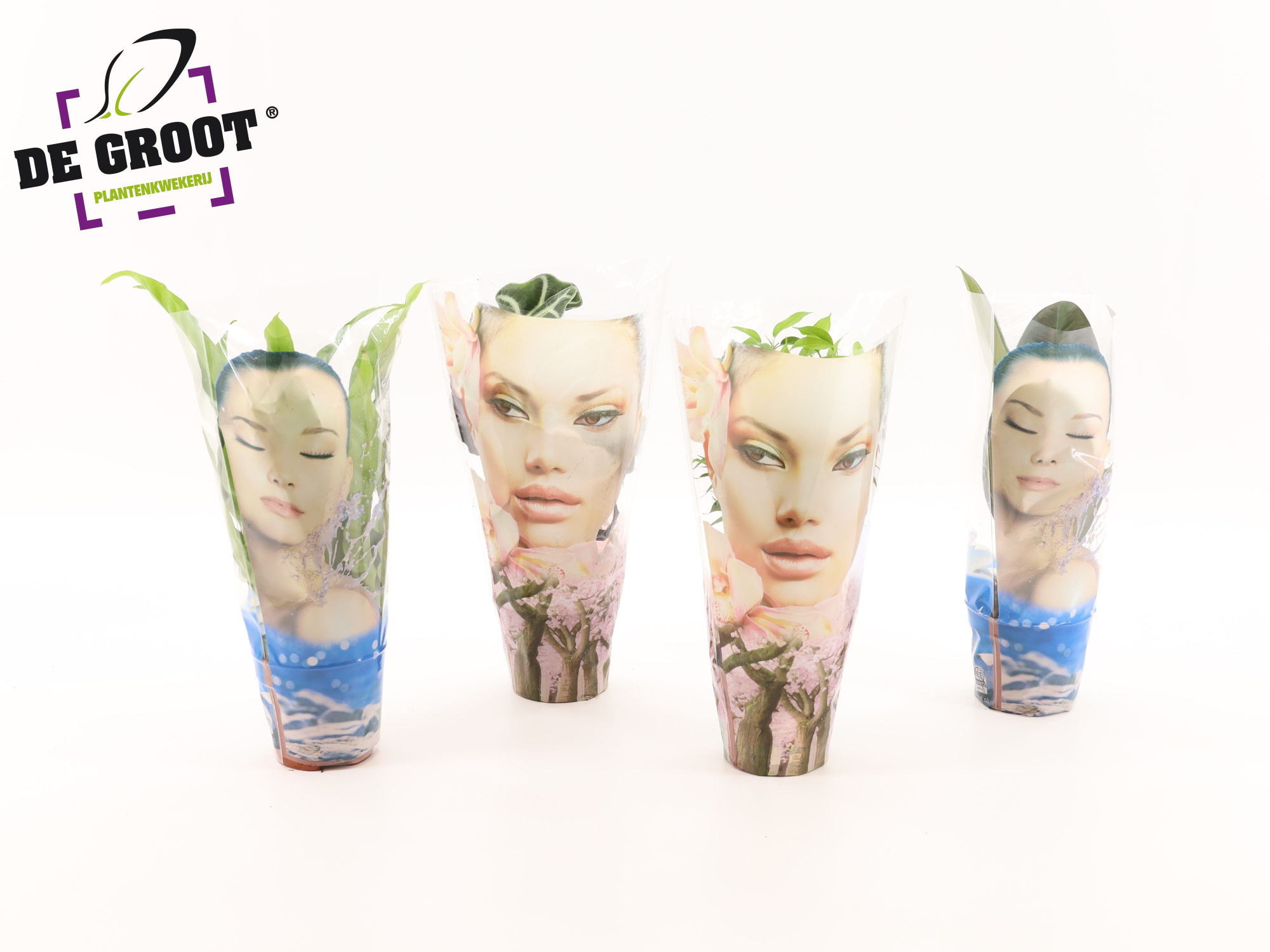 Groenmix in hoes "Face", D 12 cm