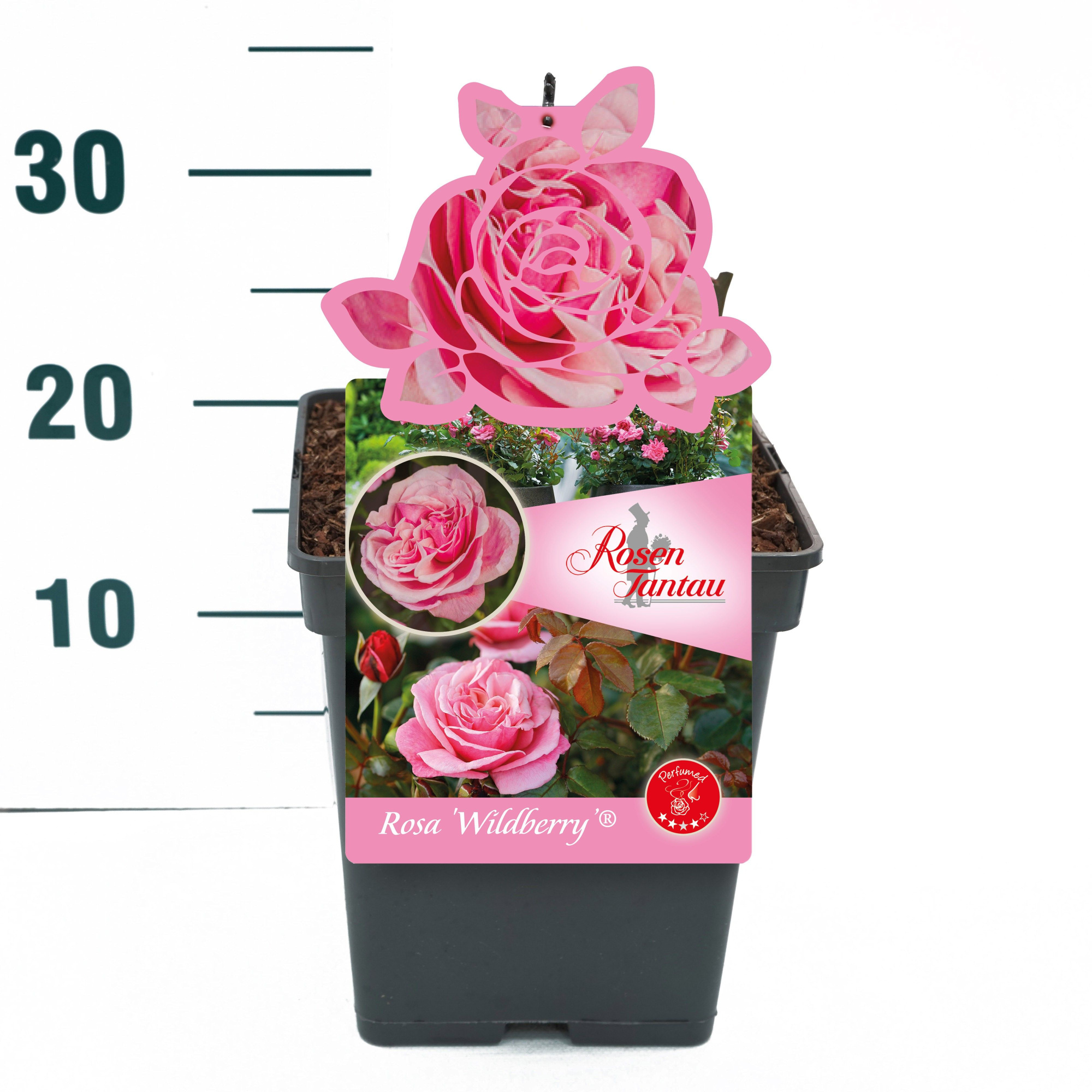 Rosa 'Wildberry' - Struik - VP5 - Tantau Premium, D 23