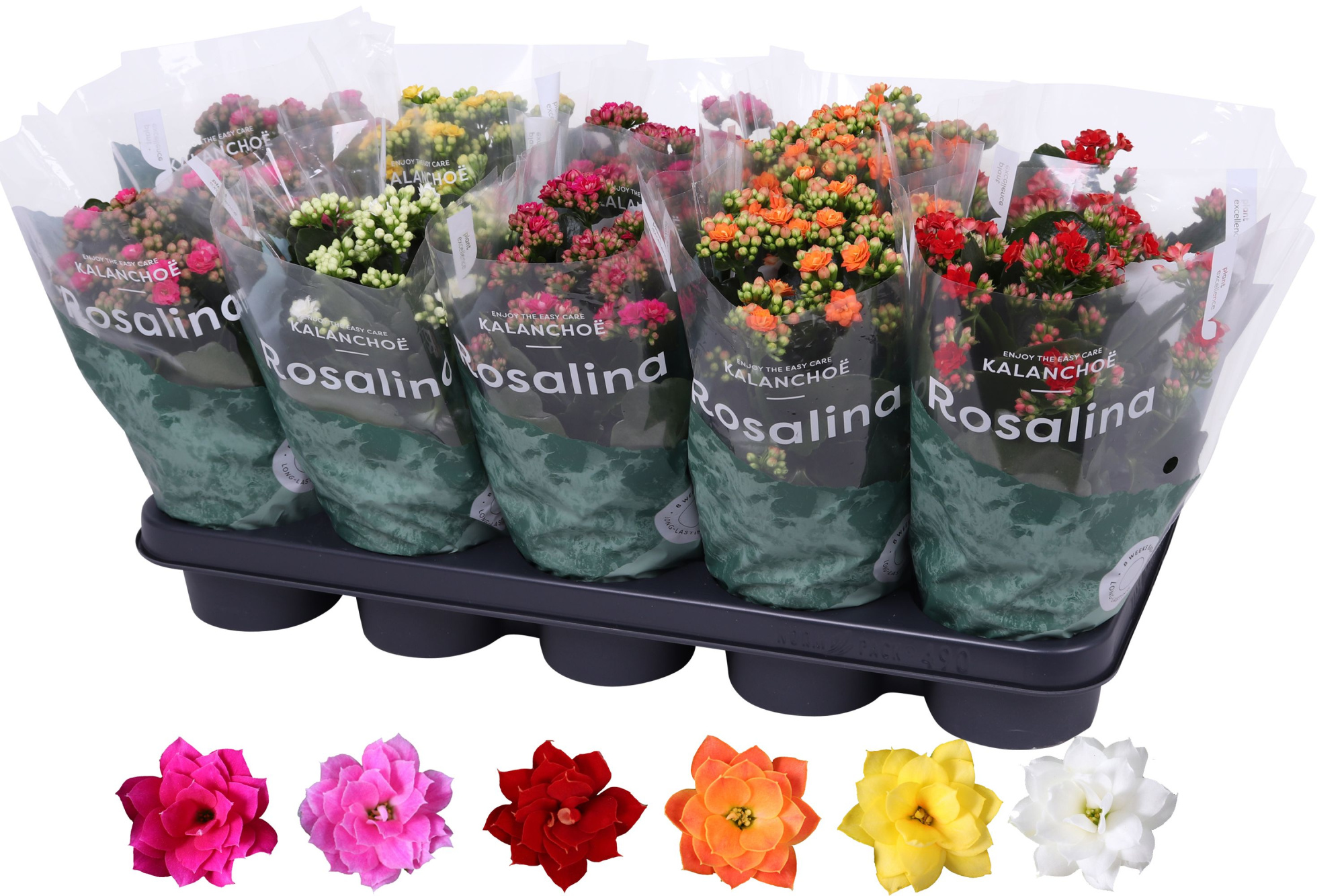 Kalanchoe Rosalina 12cm mix, D 12 cm